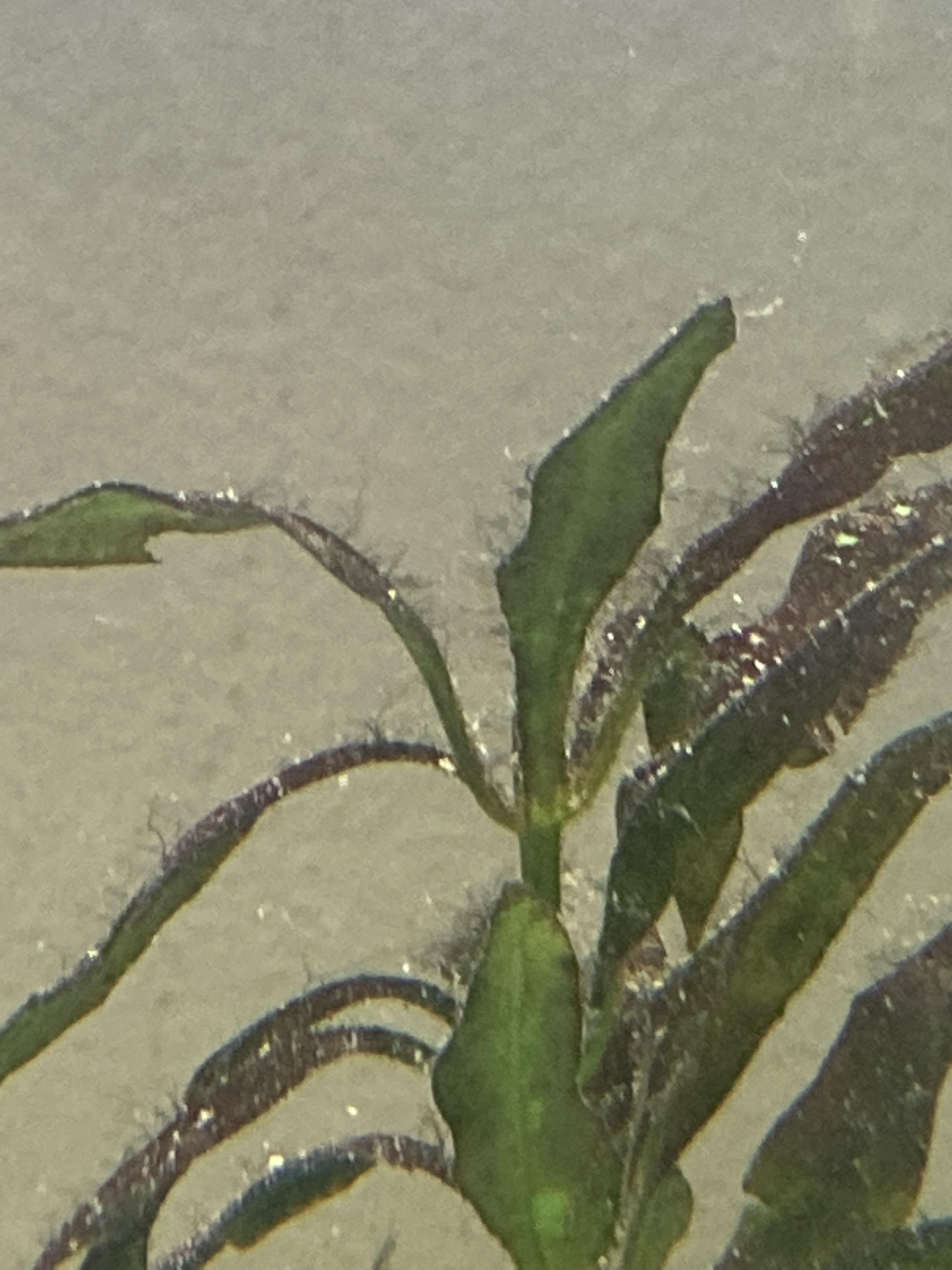What is this fur thing growing on my fake plants? Aquariums