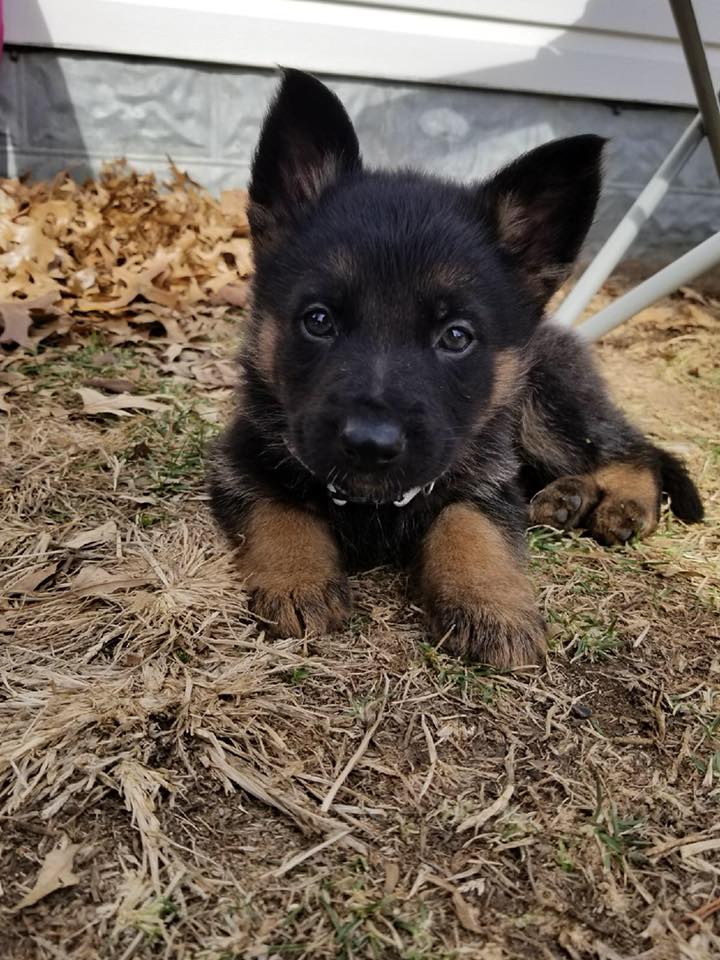 Meet Murphy. He's the newest member of the Troy, Mo Police department