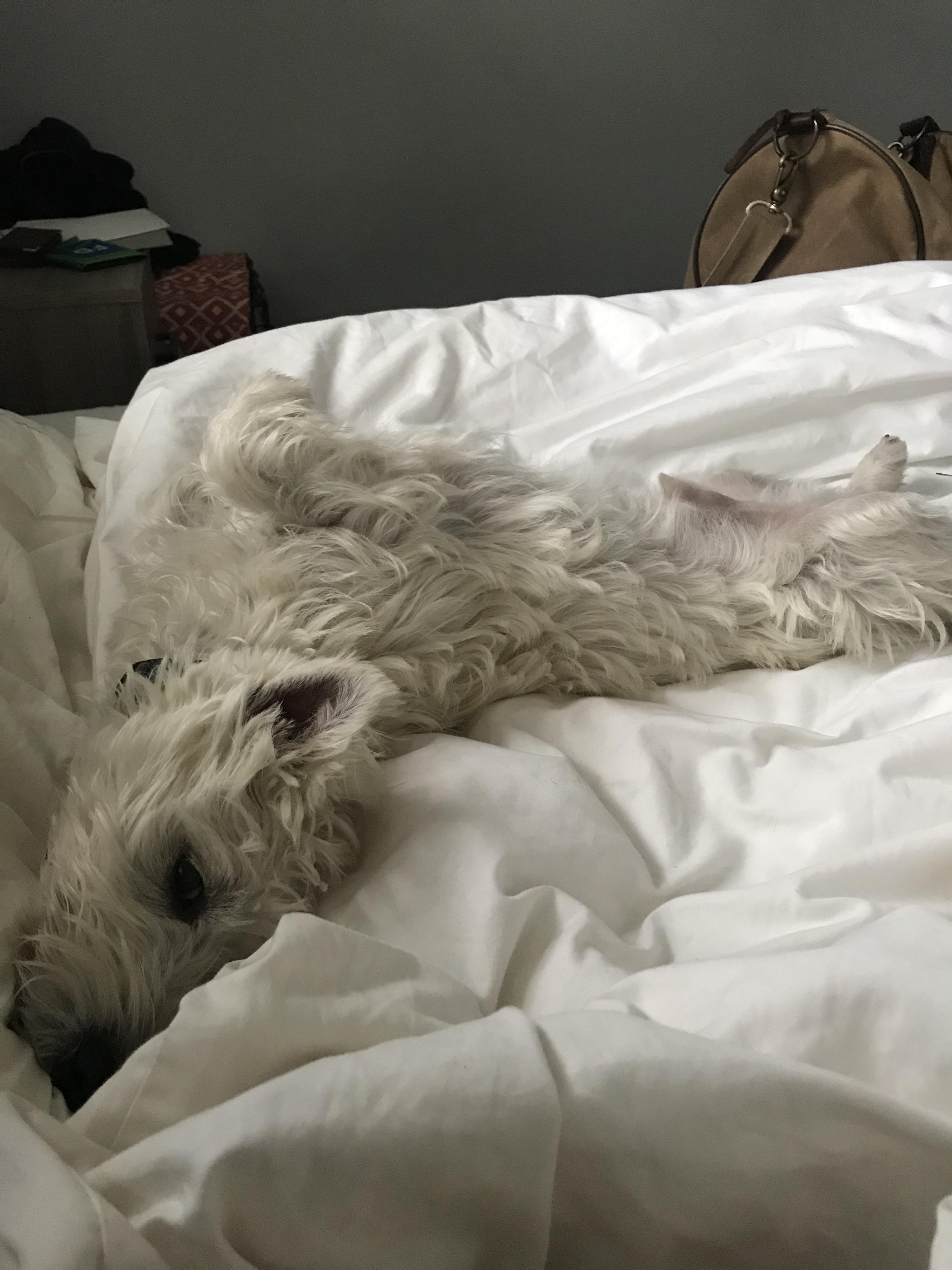 I think my Westie is broken / r/westies