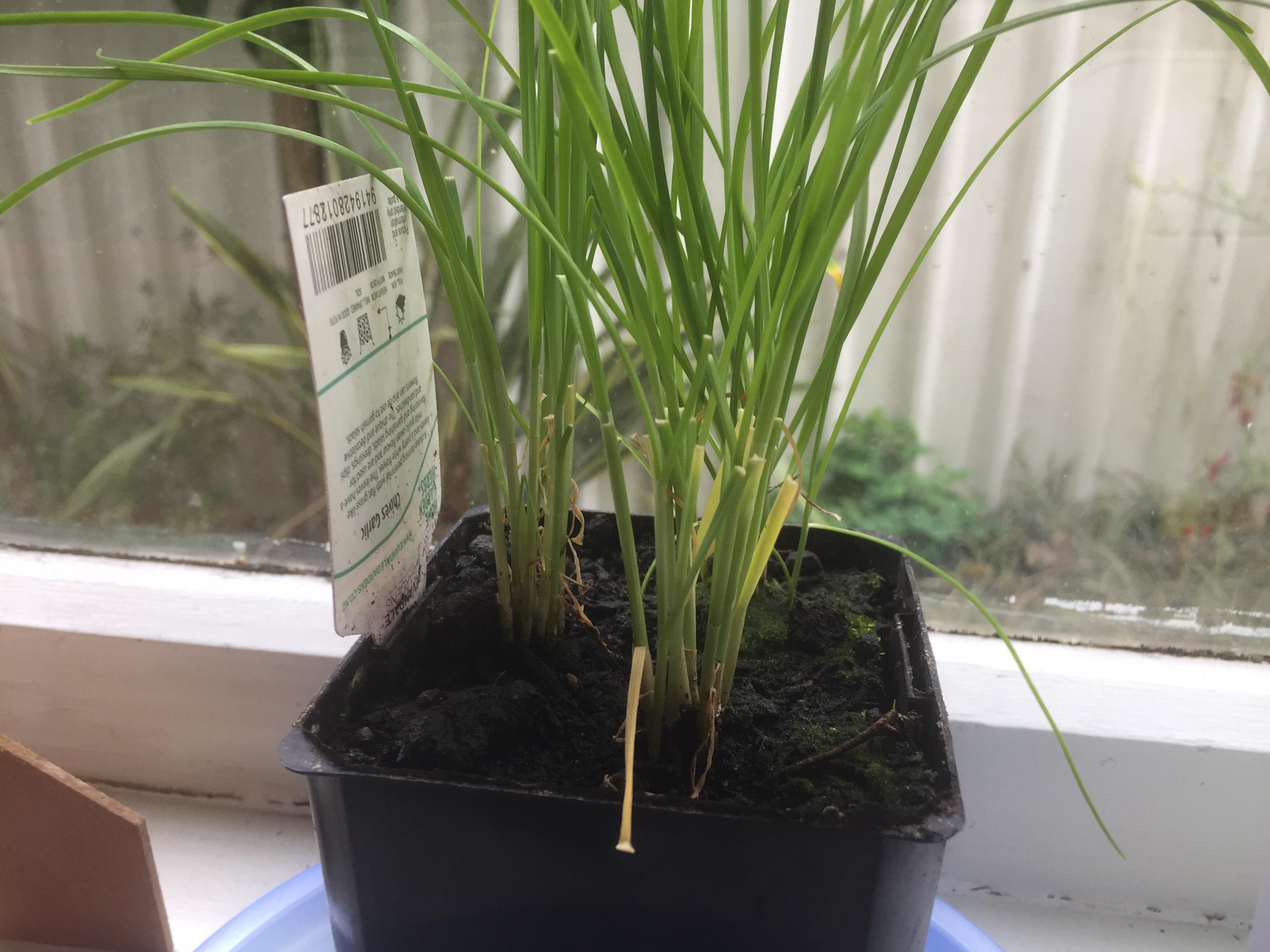 My garlic chives have been trimmed back/harvested a few times, but now