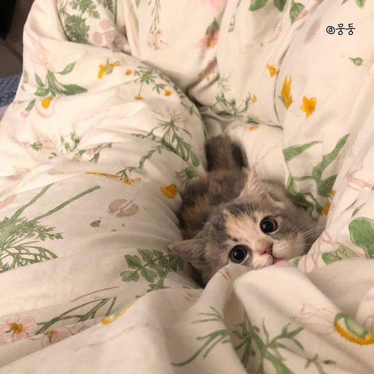 Sinking into the bed r/aww