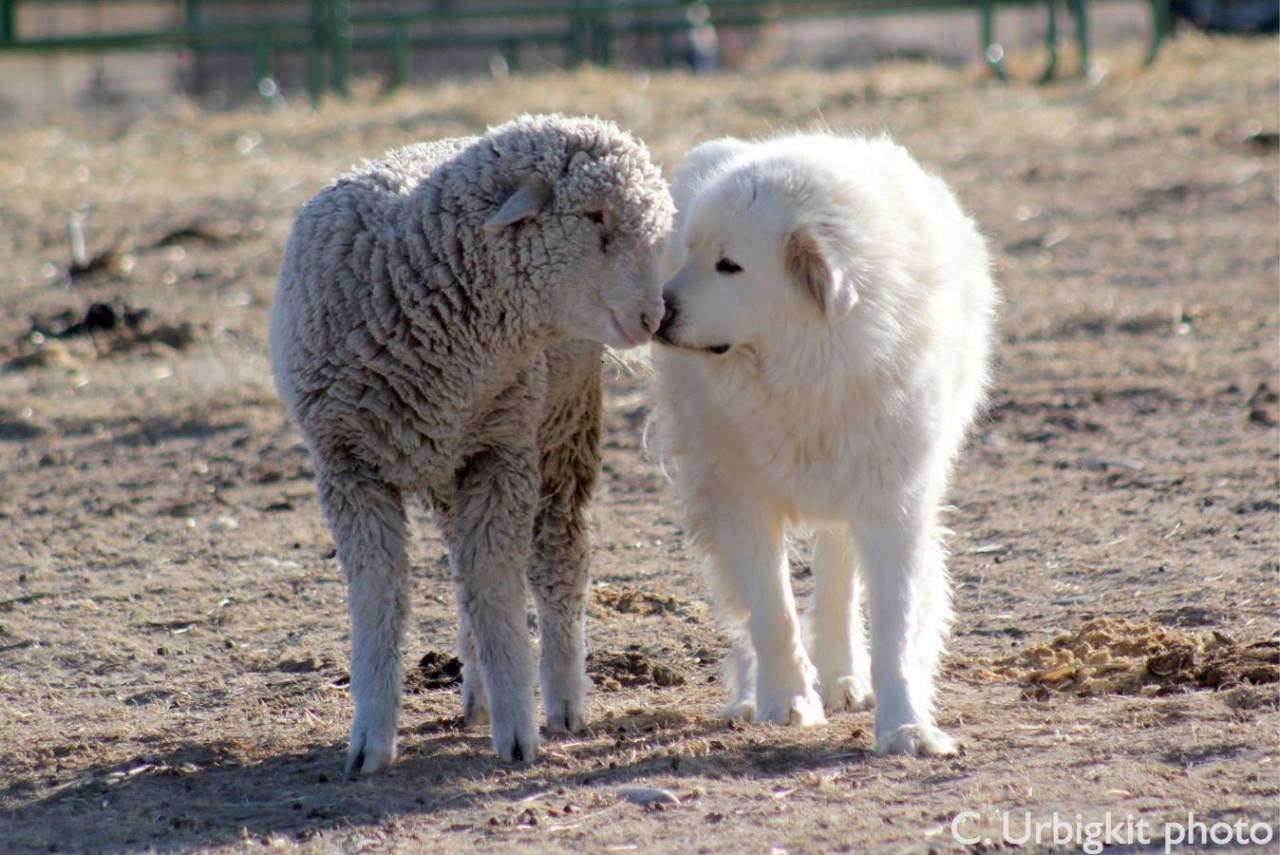 Lamb meets Puppy... Friends (see pic in comments) r