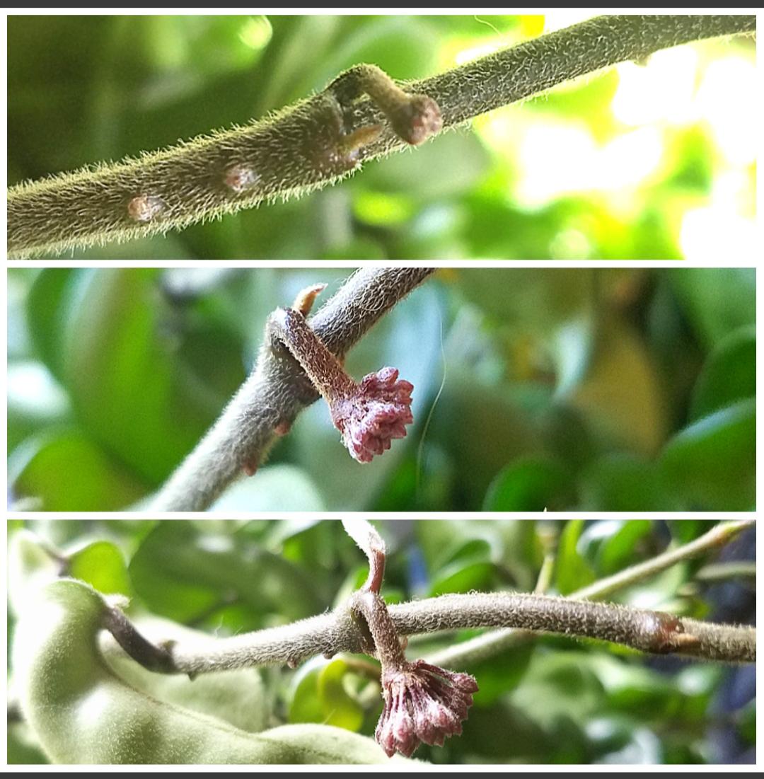 Peduncle progress (and surprise leaf progress) on my Hoya hindu rope