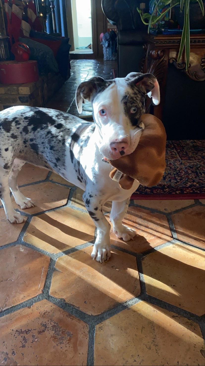 Great Dane Basset Hound Mix