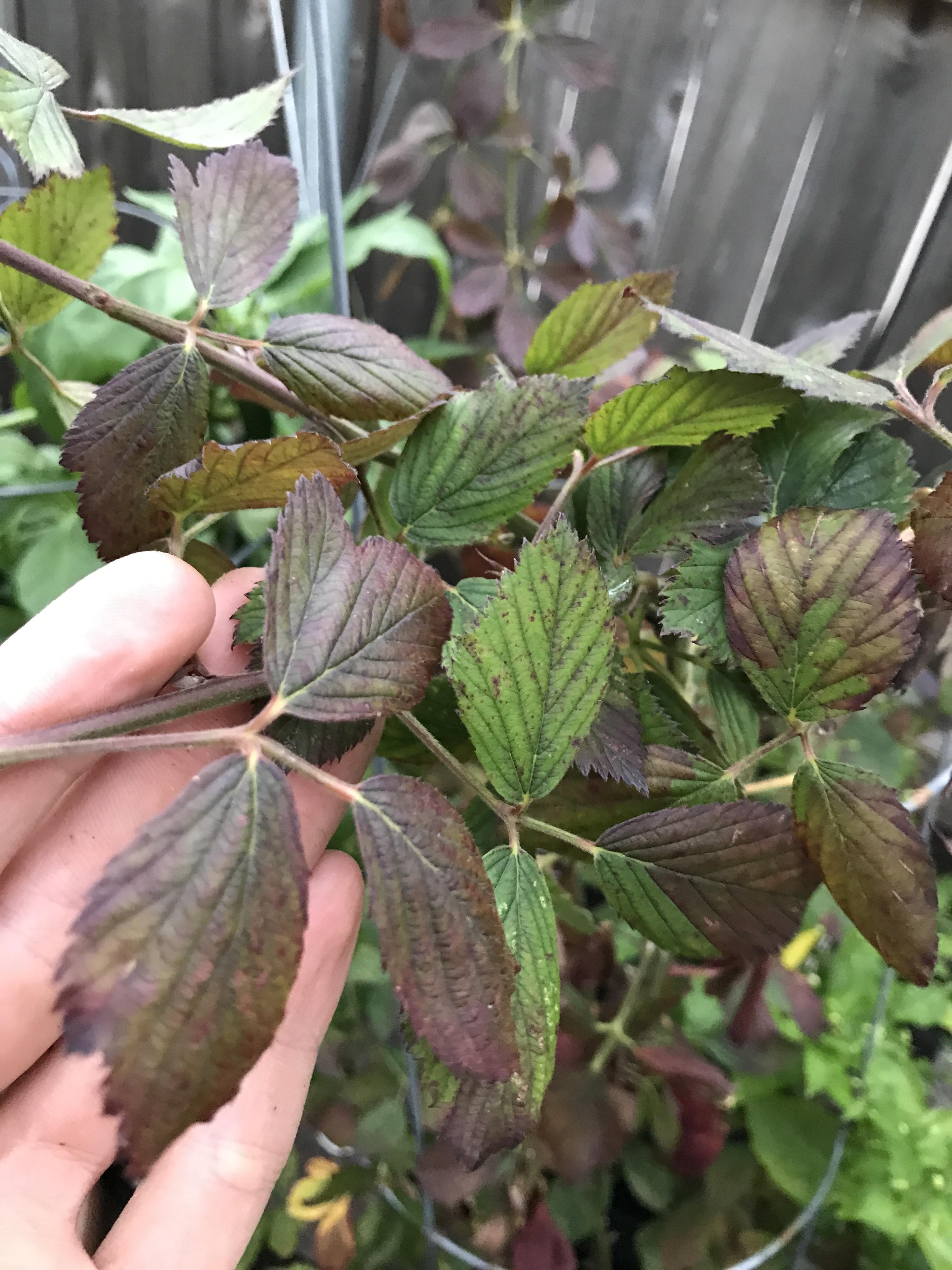 Why is my blackberry plant turning brown and leaves dying already