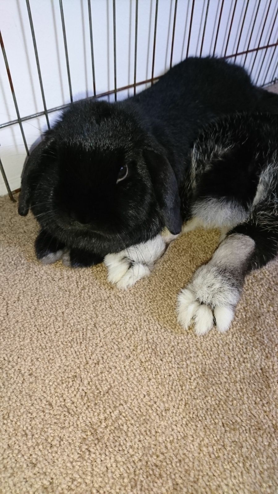Fortunately for him, rabbits do not have smelly feet! r/Rabbits