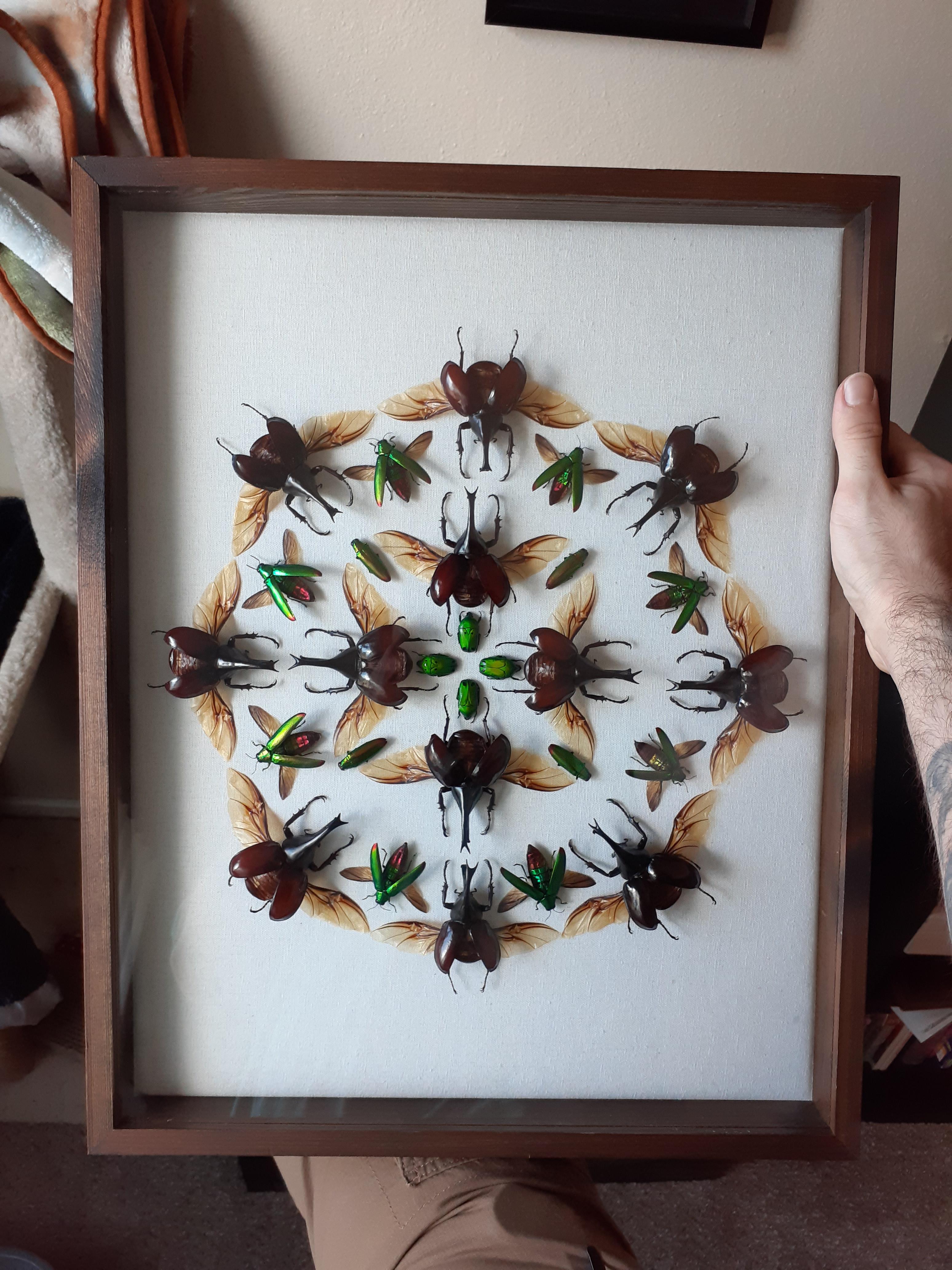 Where to buy live Pet bugs Entomology