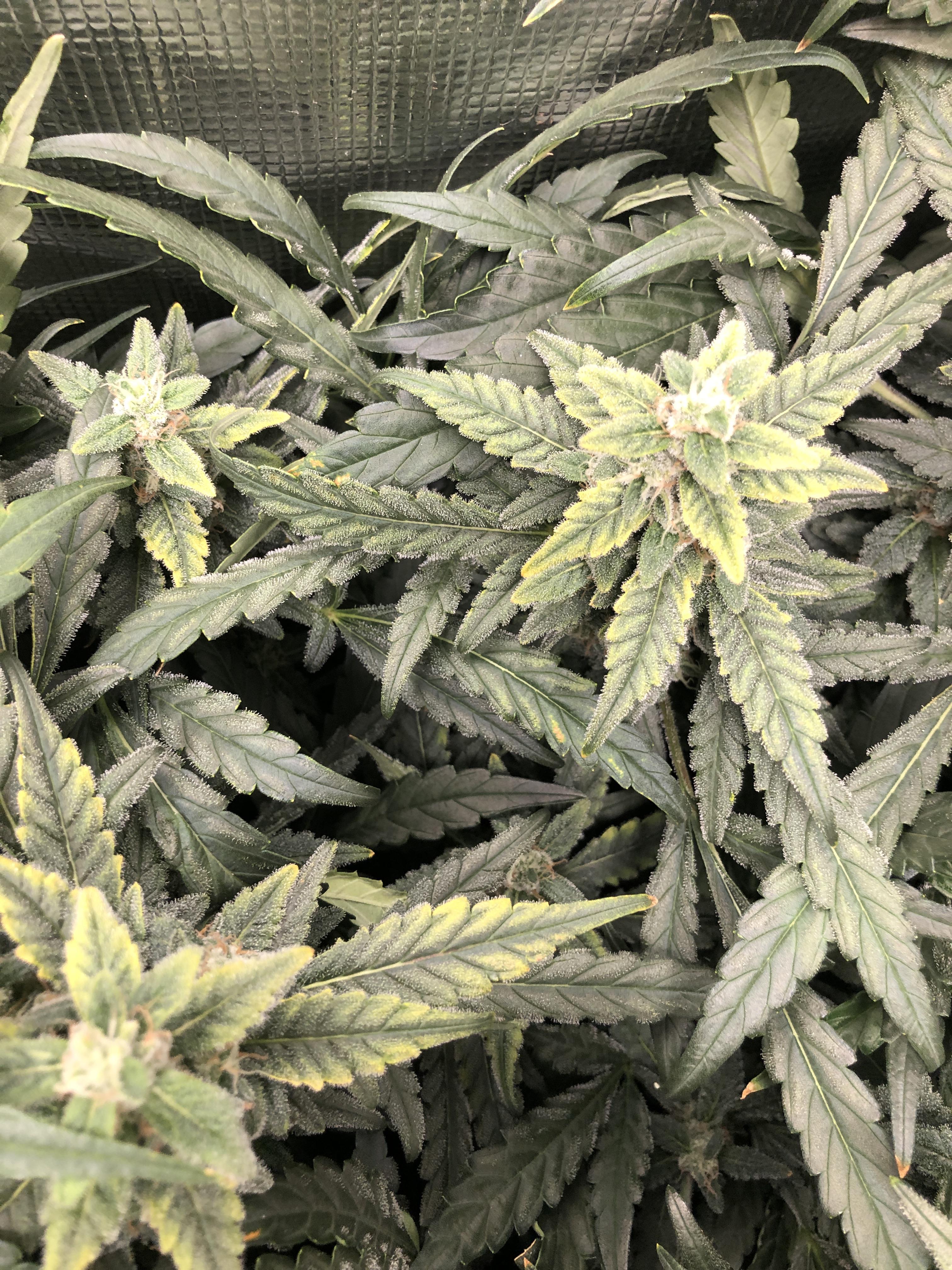 Diagnostic Help Yellowing leaves on new growth. RDWC Hydro grow. r