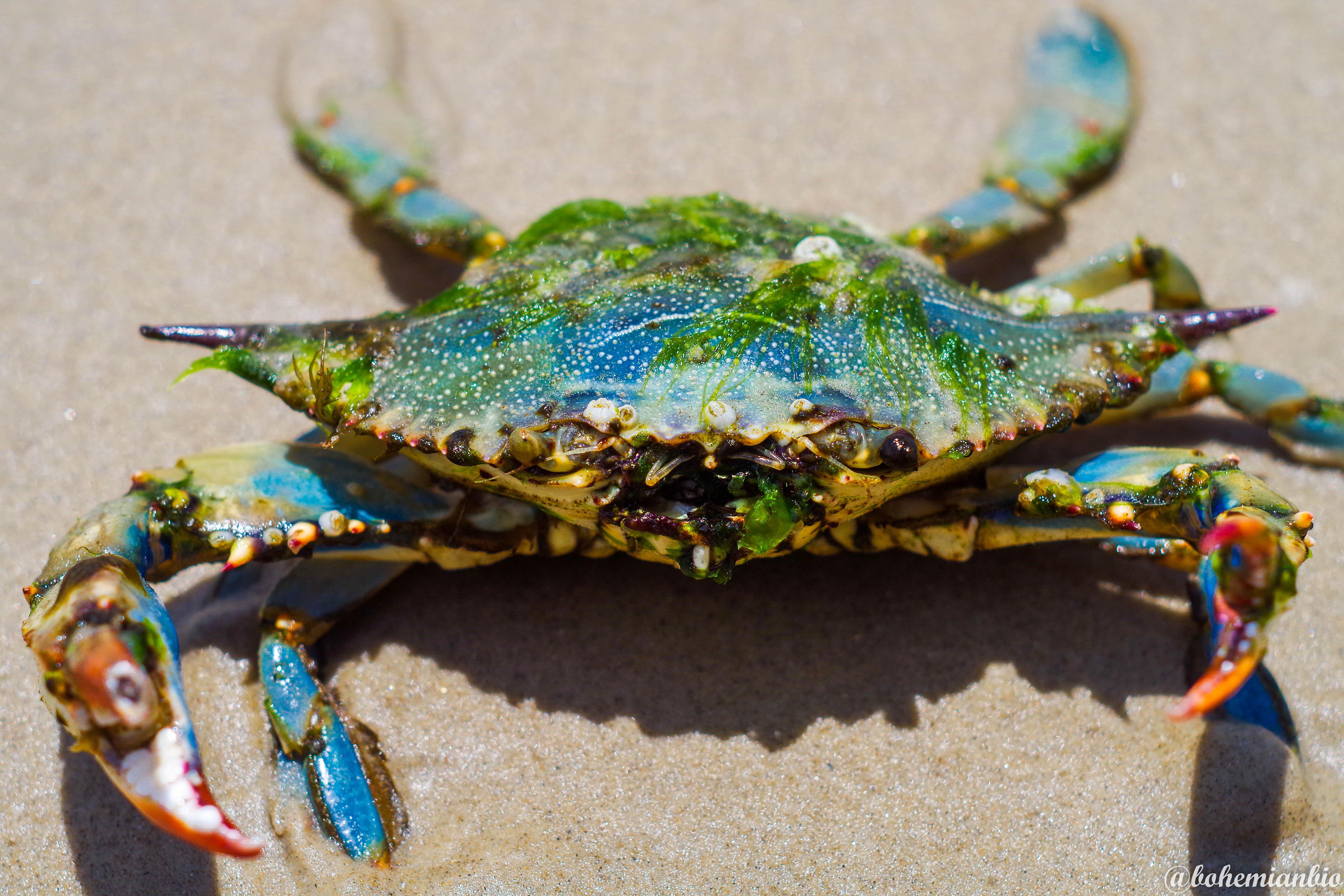 "Battlehardened" blue crab missing her left eye, a part of her pincer