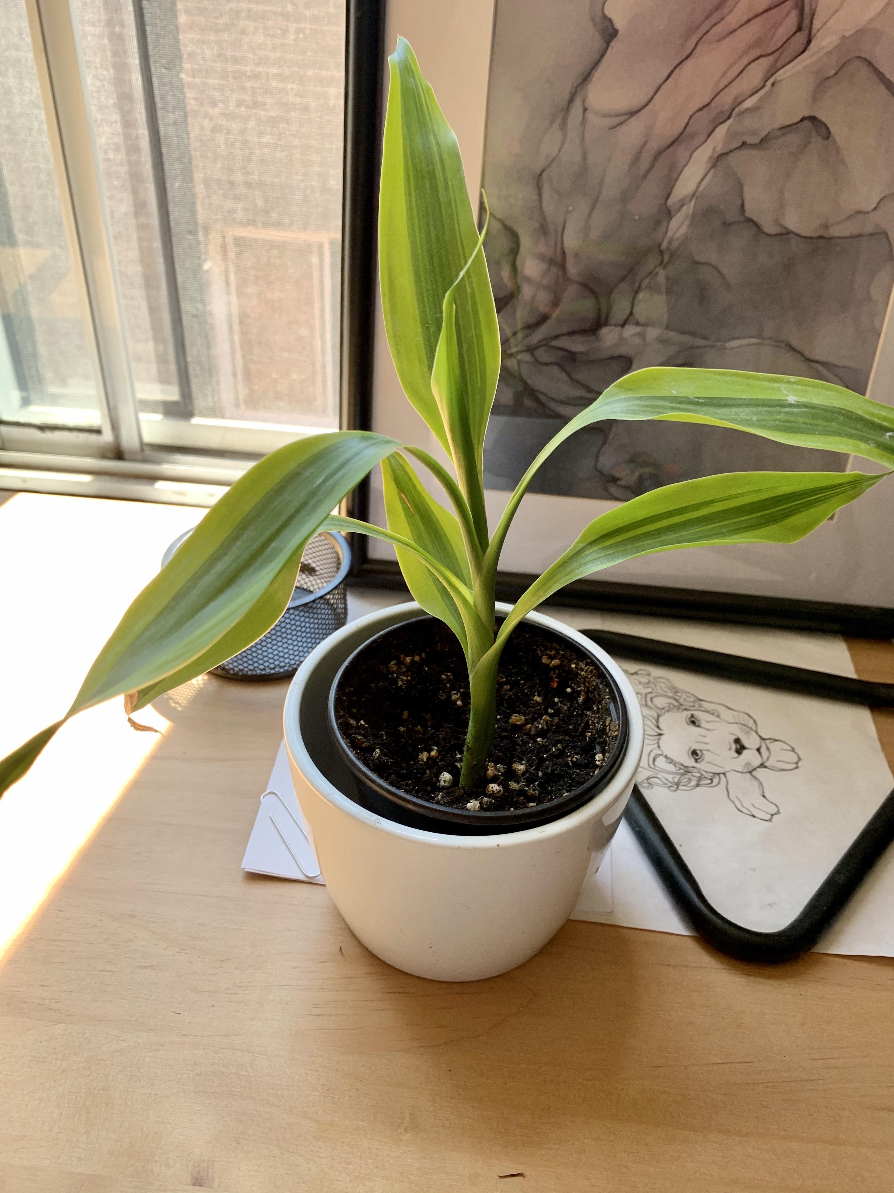 Hi Reddit! Could you help identify this plant? Wanna know if it’s toxic