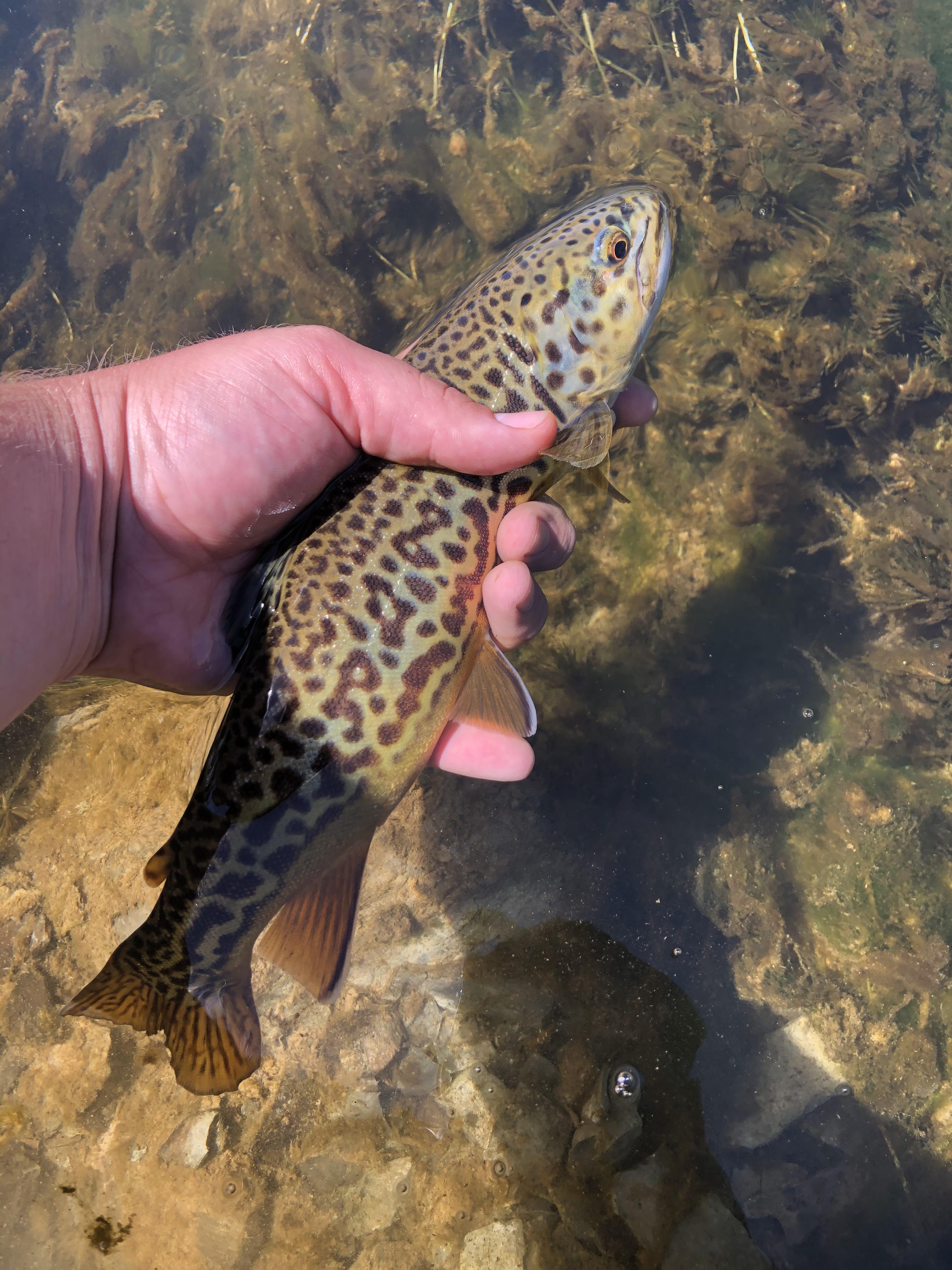 Beautiful little tiger trout I caught today r/flyfishing