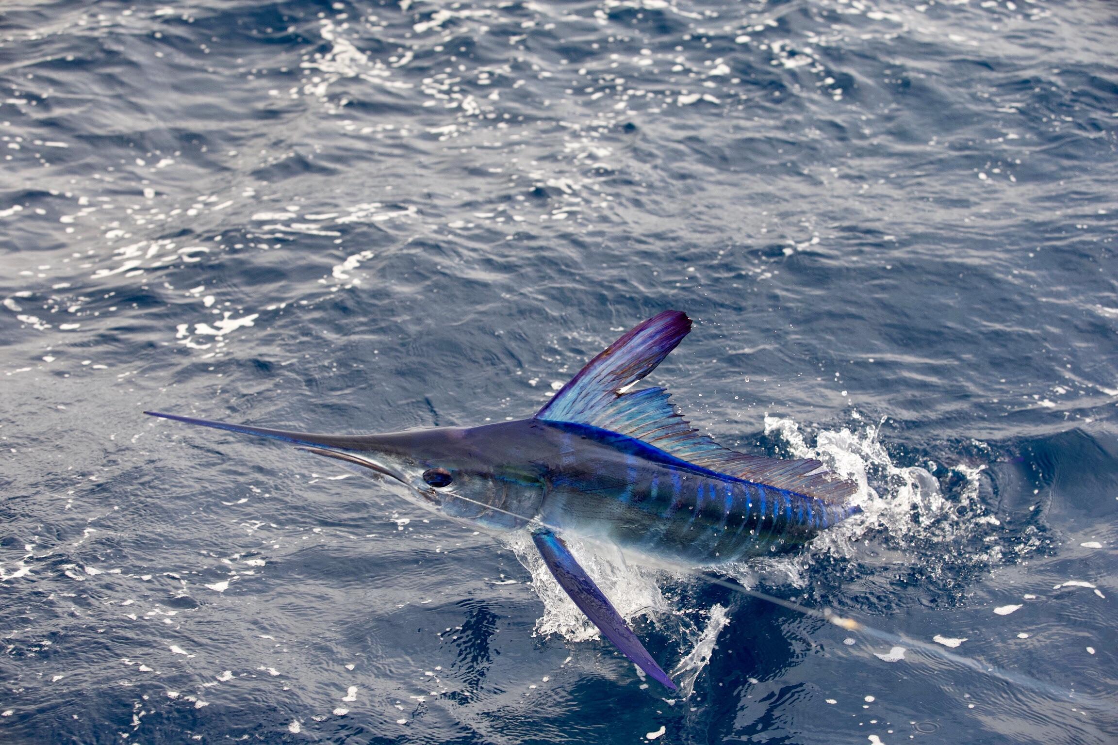The coloration of this white marlin I caught is incredible r/Fishing