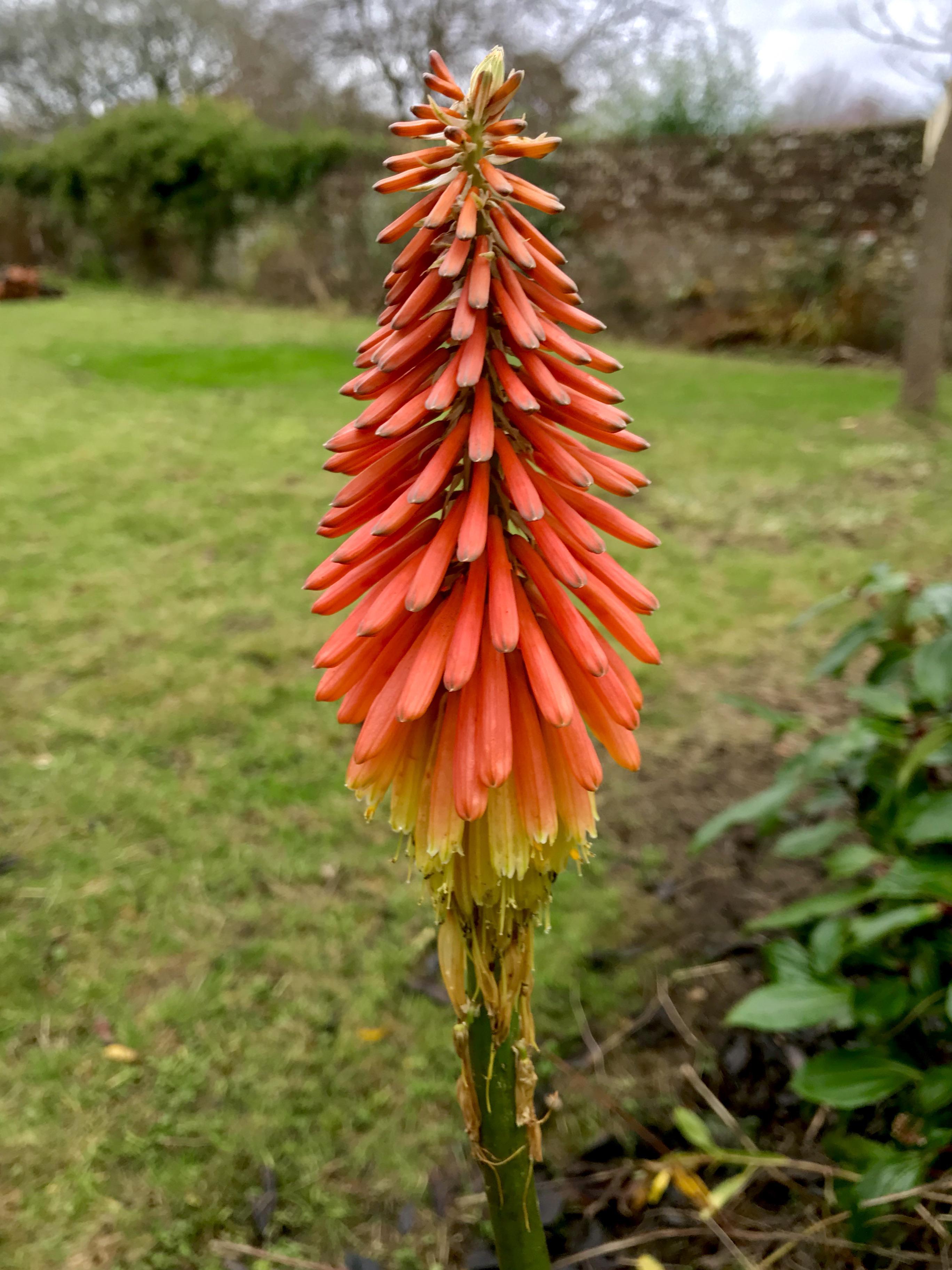 What is this unusual flower in my garden in the south west of England