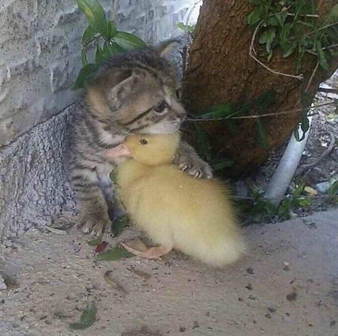 Duck is a best friend
