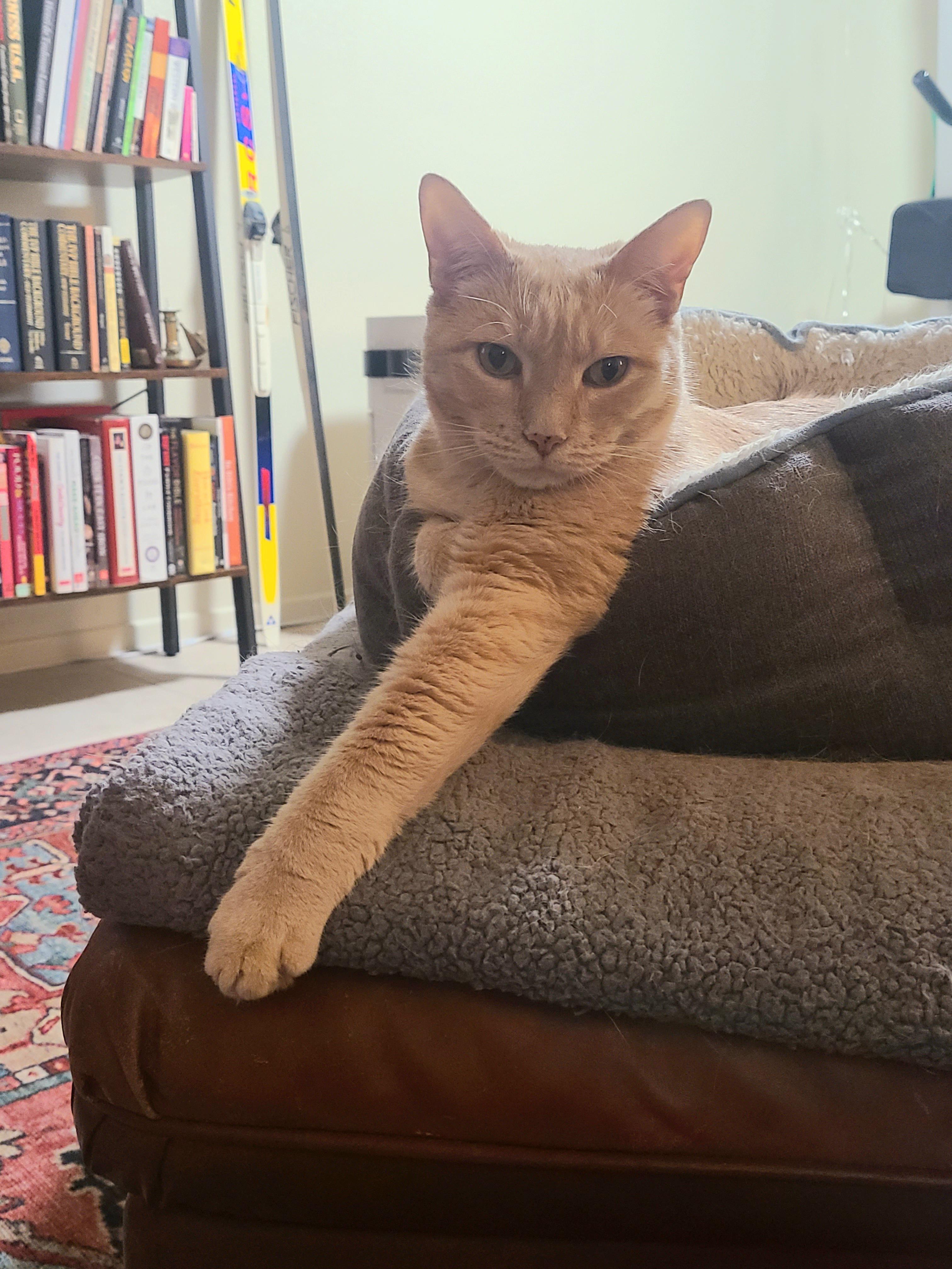 This is how the cat watches me watch tv . CatsOfTwitter cute r