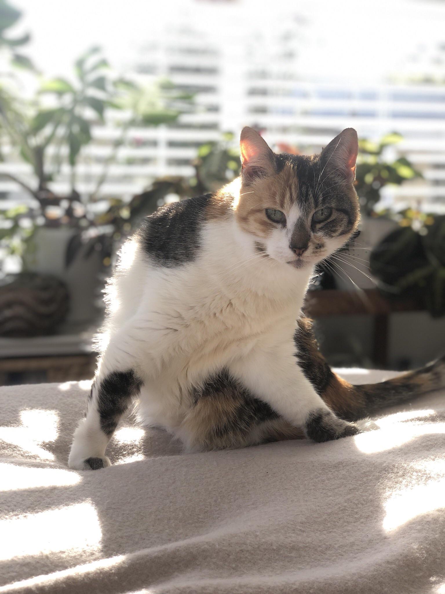 Well timed picture of my cat cleaning herself cats