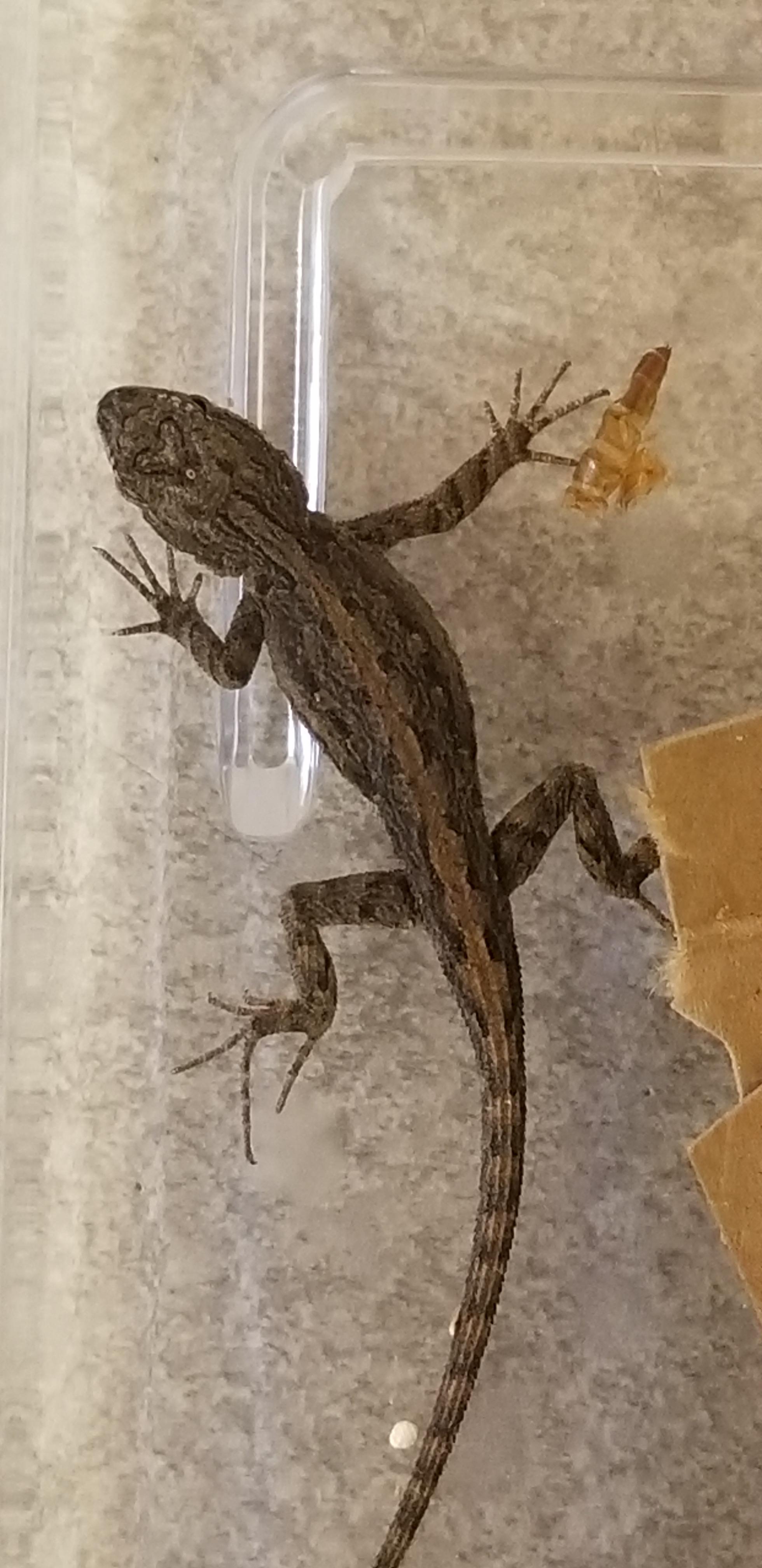 Dragon? Or future lawn dweller? Found this in my apartment. It's only