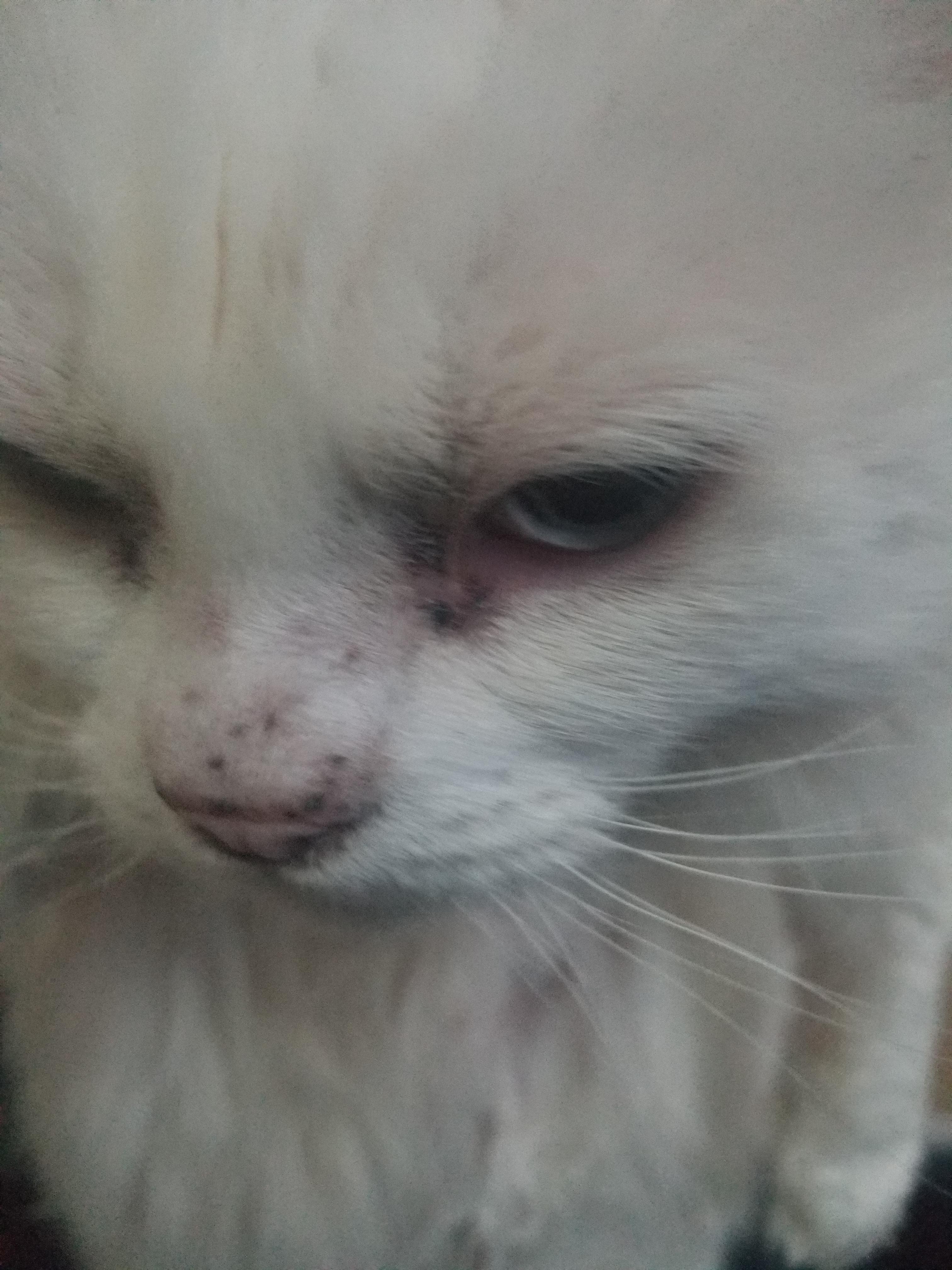 Does anyone know what these spots on her nose are? i didn't know what