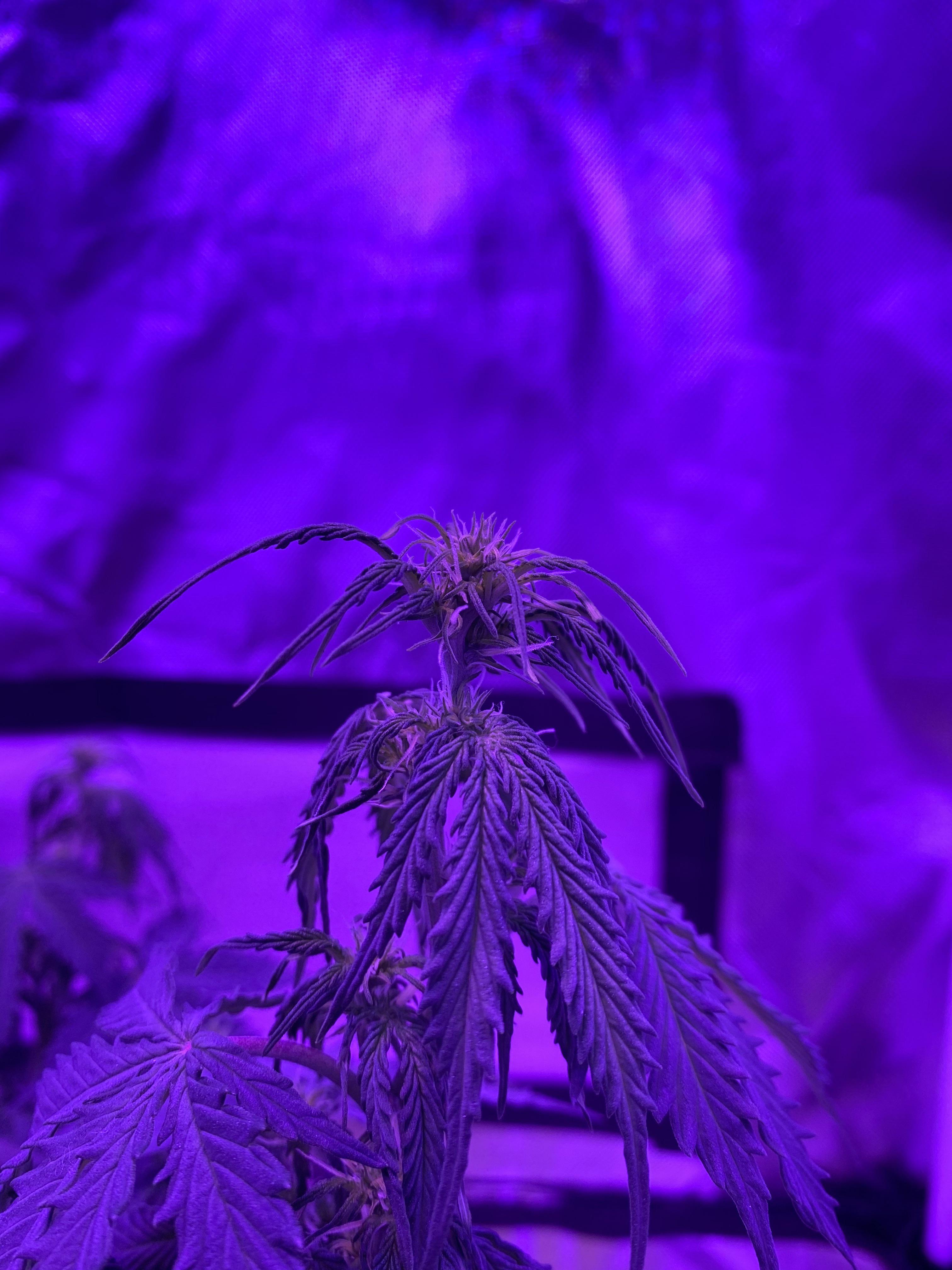 Normal for top leaves to droop towards end of light cycle for the day