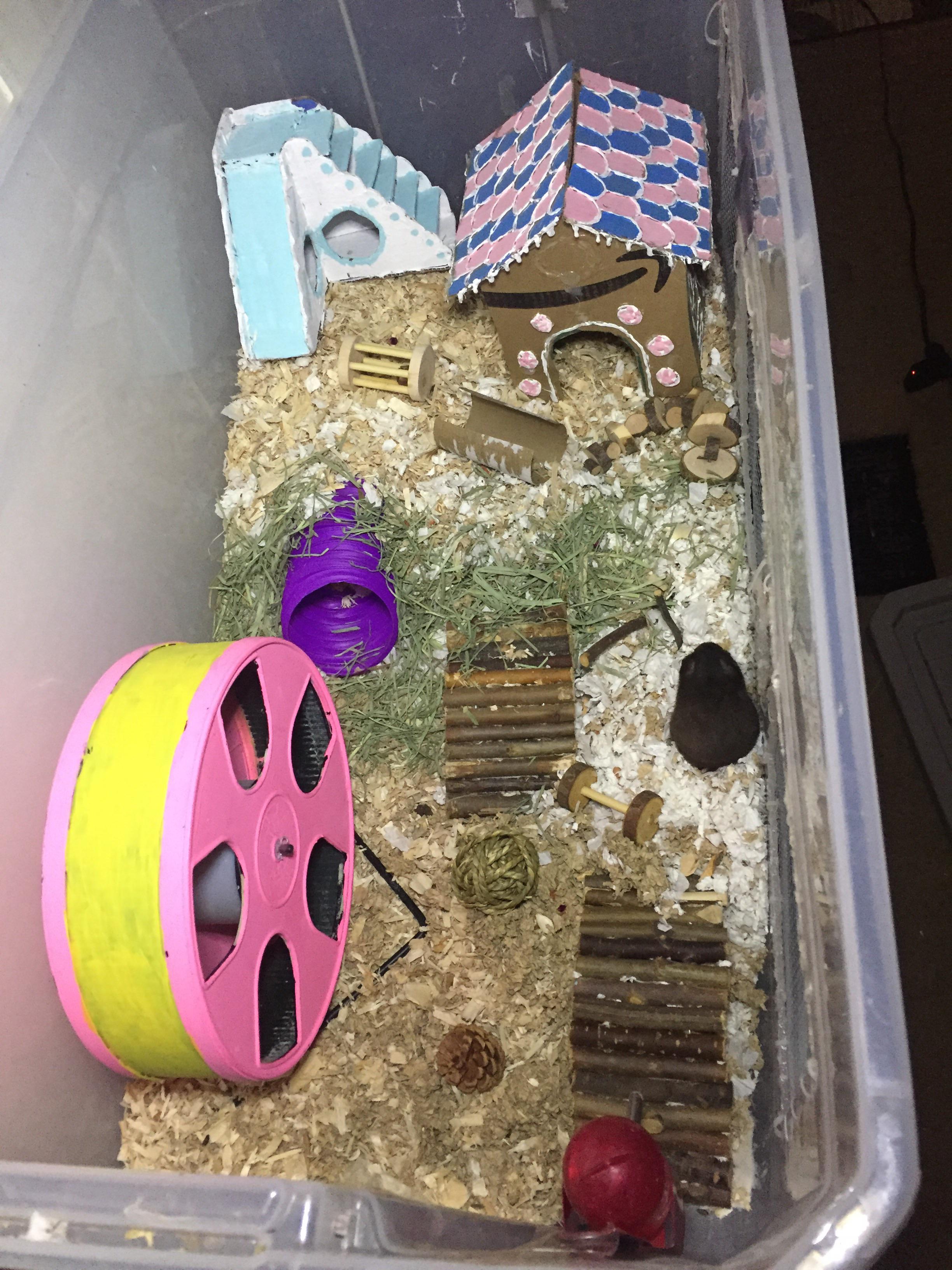 Both of my hamsters hate they’re homes? They’re recuses I got around a