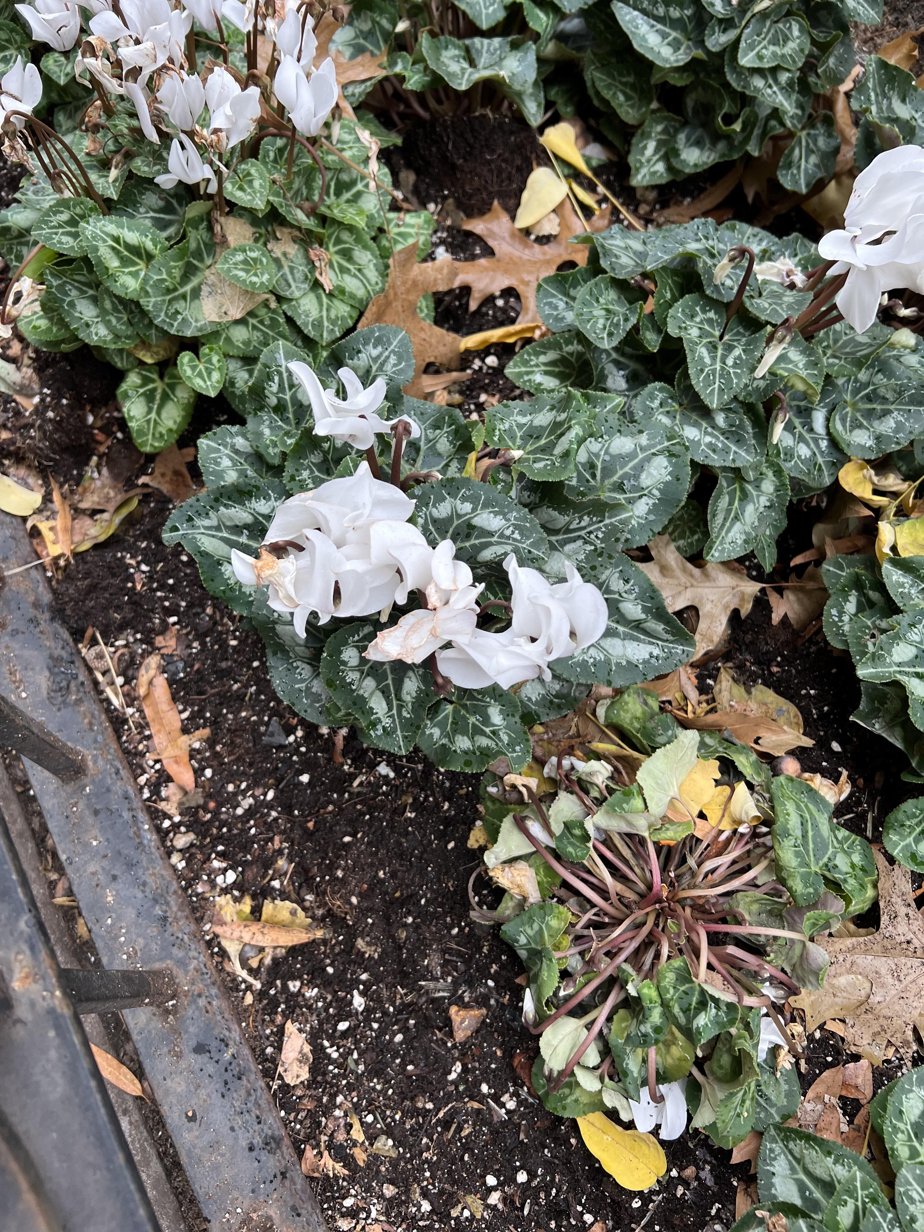 Found in New York, NY. Blooms every year around late November r