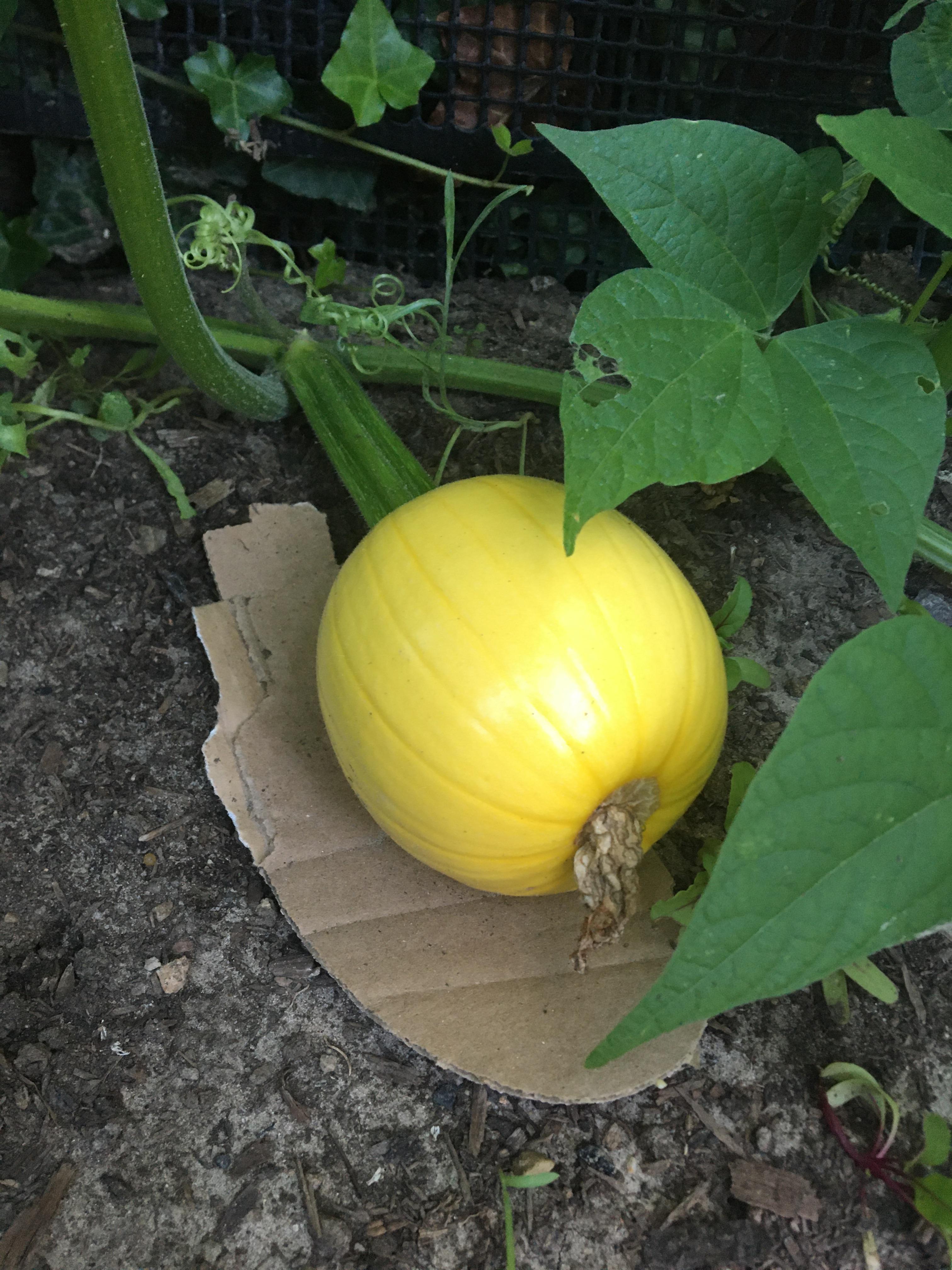 After YEARS of trying to grow a pumpkin in my garden, i've finally