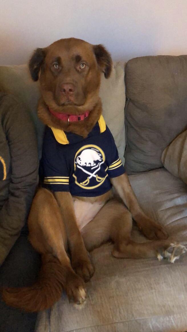 Our dog watches the games with us r/sabres