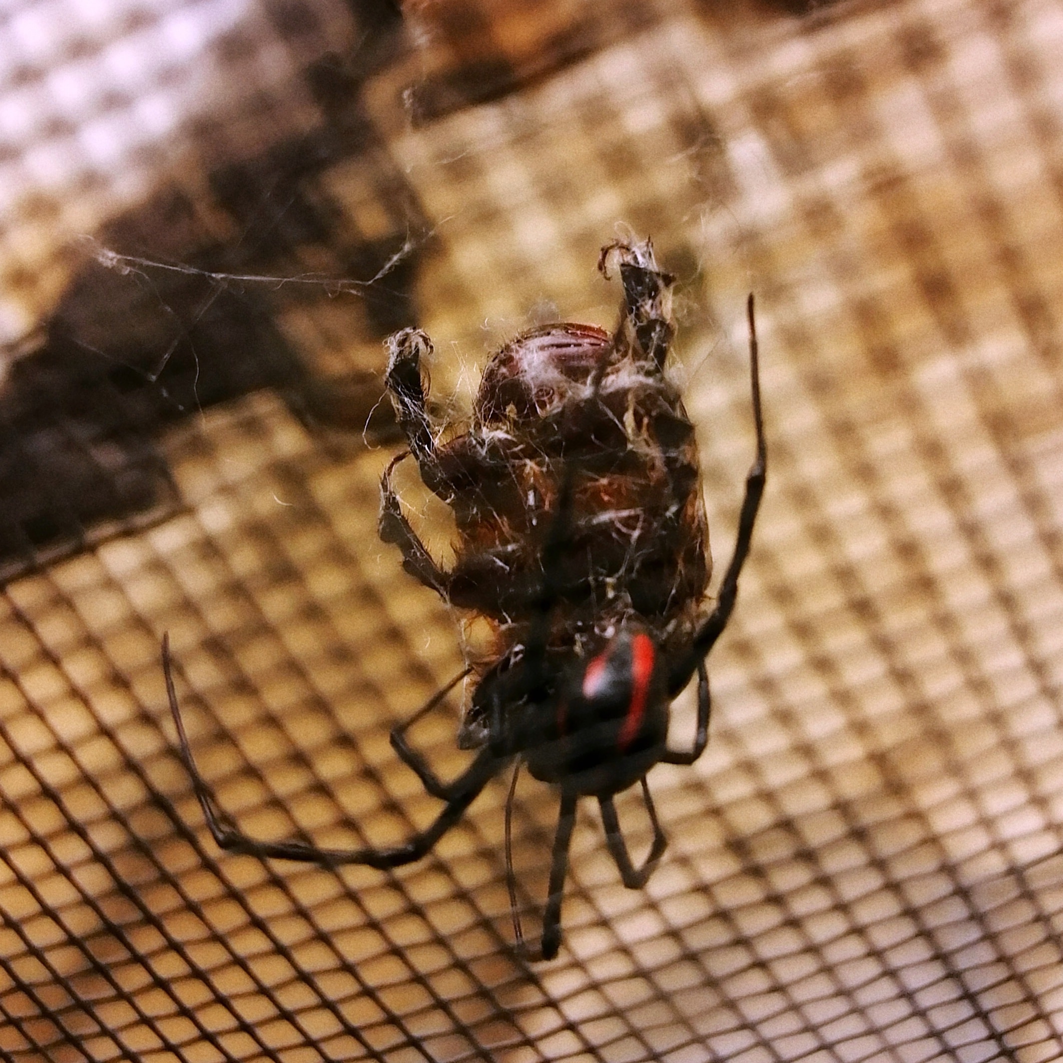 Is this a rare pattern on a black widow or is it other species? Spotted