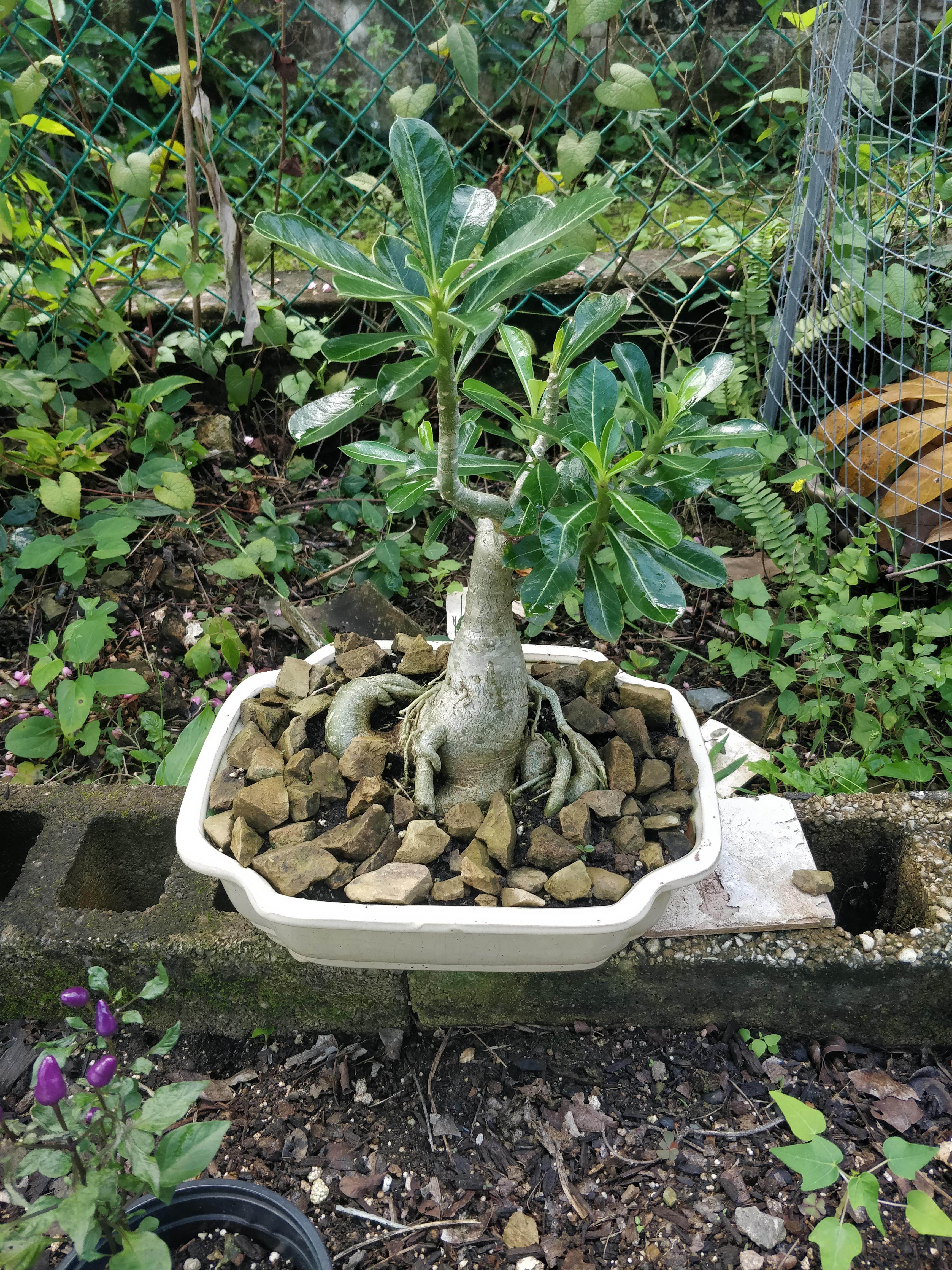 Desert Rose (45 years) r/Bonsai