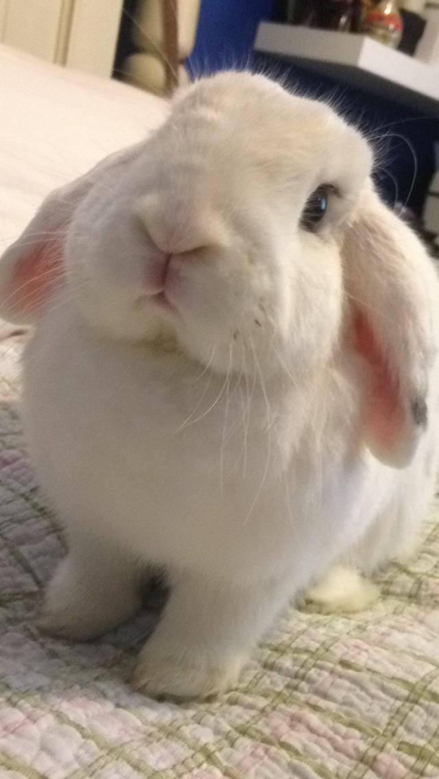 Do you think my bunny is a Holland Lop or a Mini Lop ? r/Bunnies