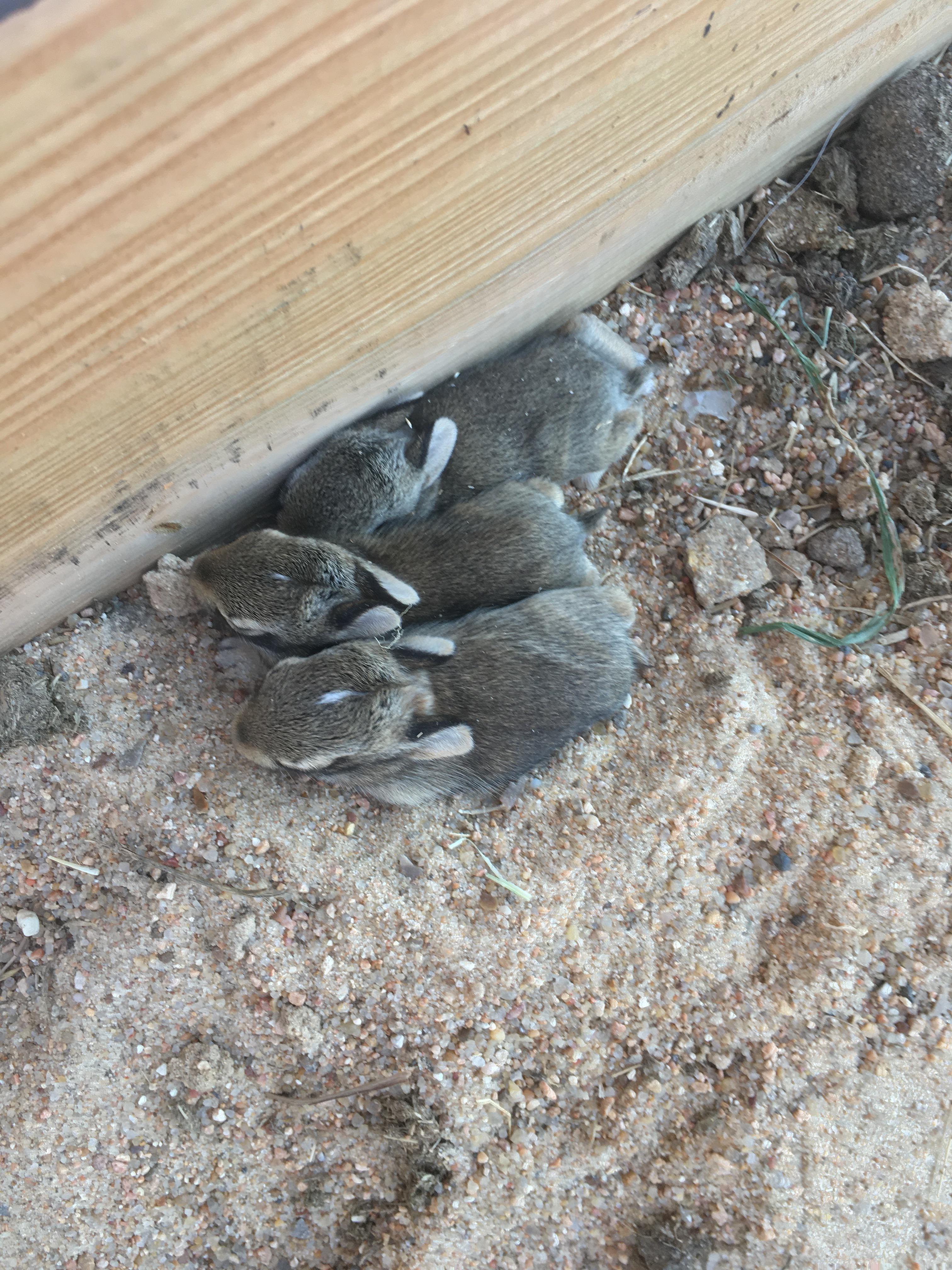 Came across baby wild rabbits. Set cameras up and mom hasn’t been there