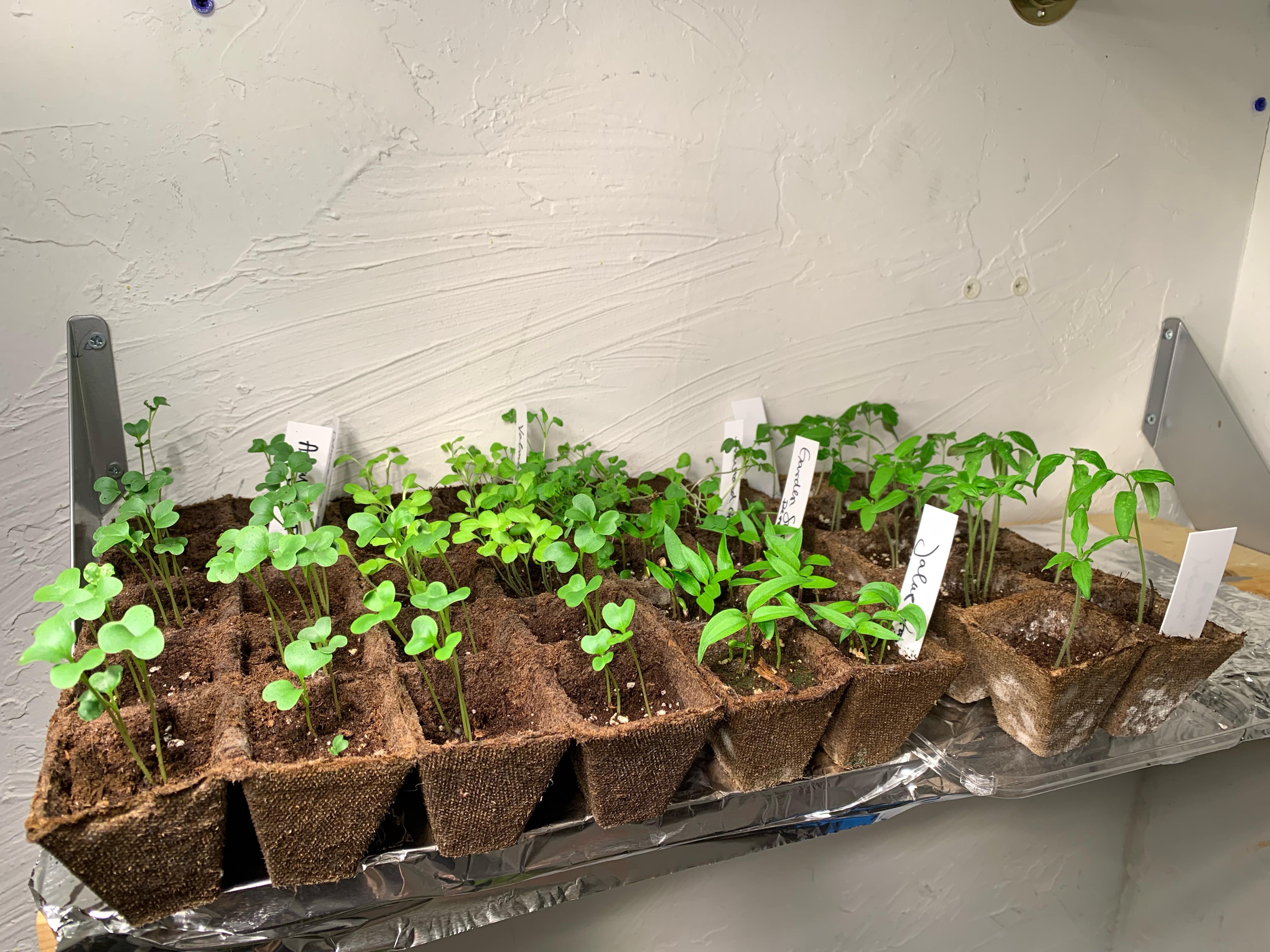 Do any of these look too leggy to you? Closest is broccoli, middle is