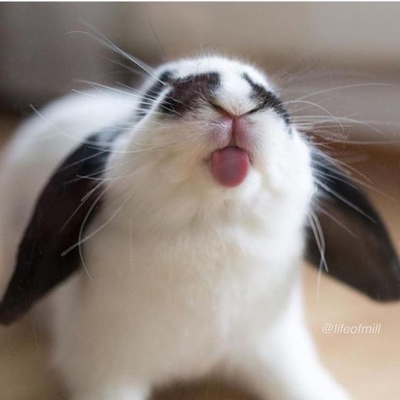 a bunny being a derp lol Eyebleach