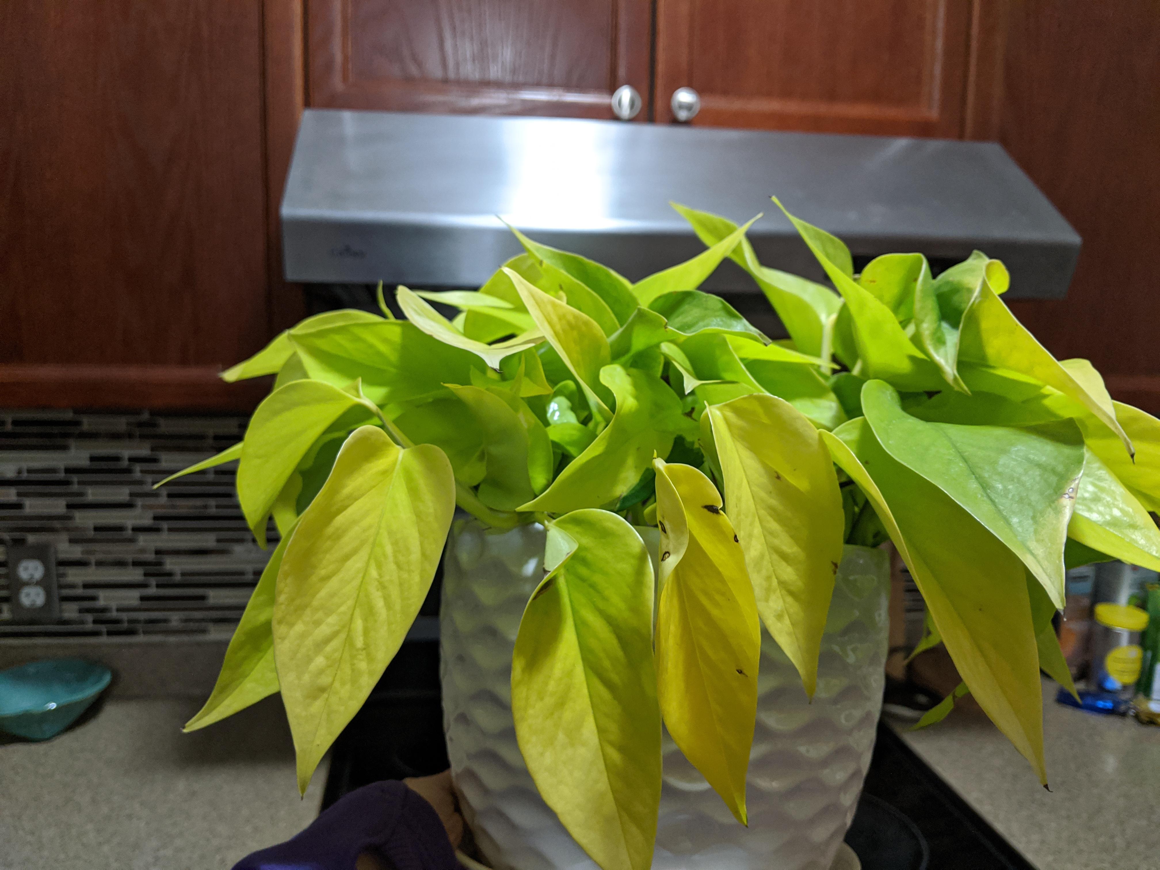 Is this damage from much sun? r/pothos
