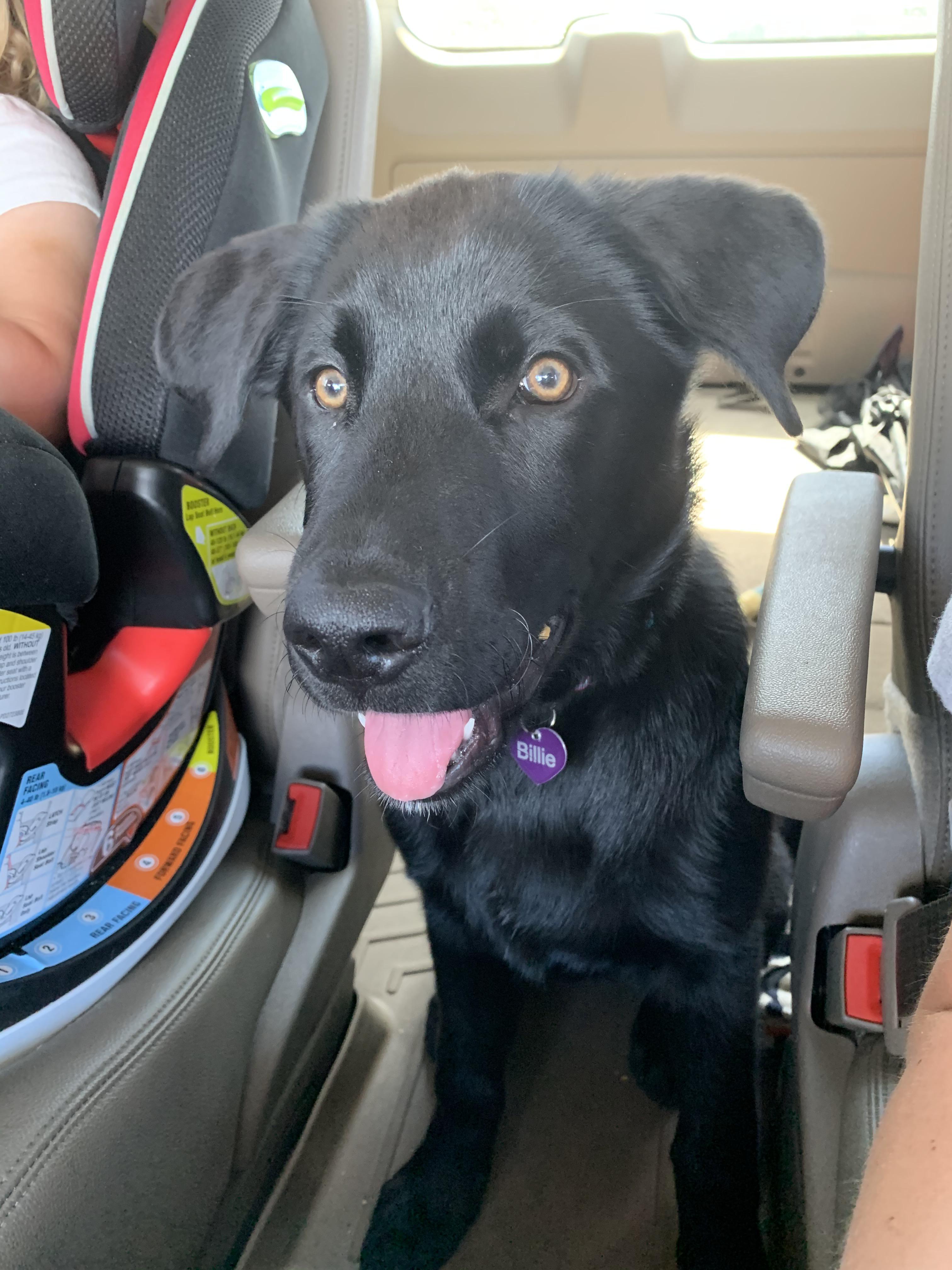 Black German Shepherd Lab Mix Dogs