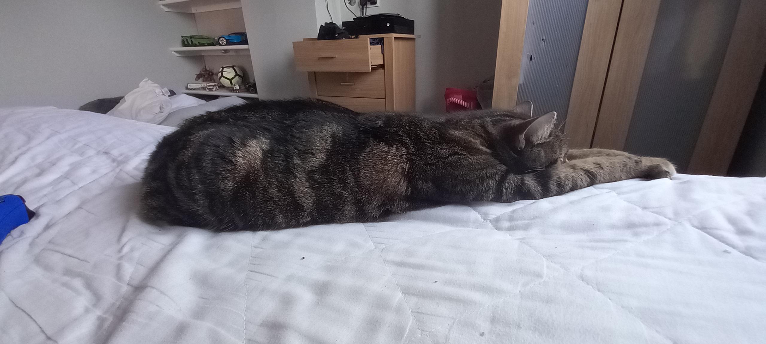can i lay on my bed please? r/cats