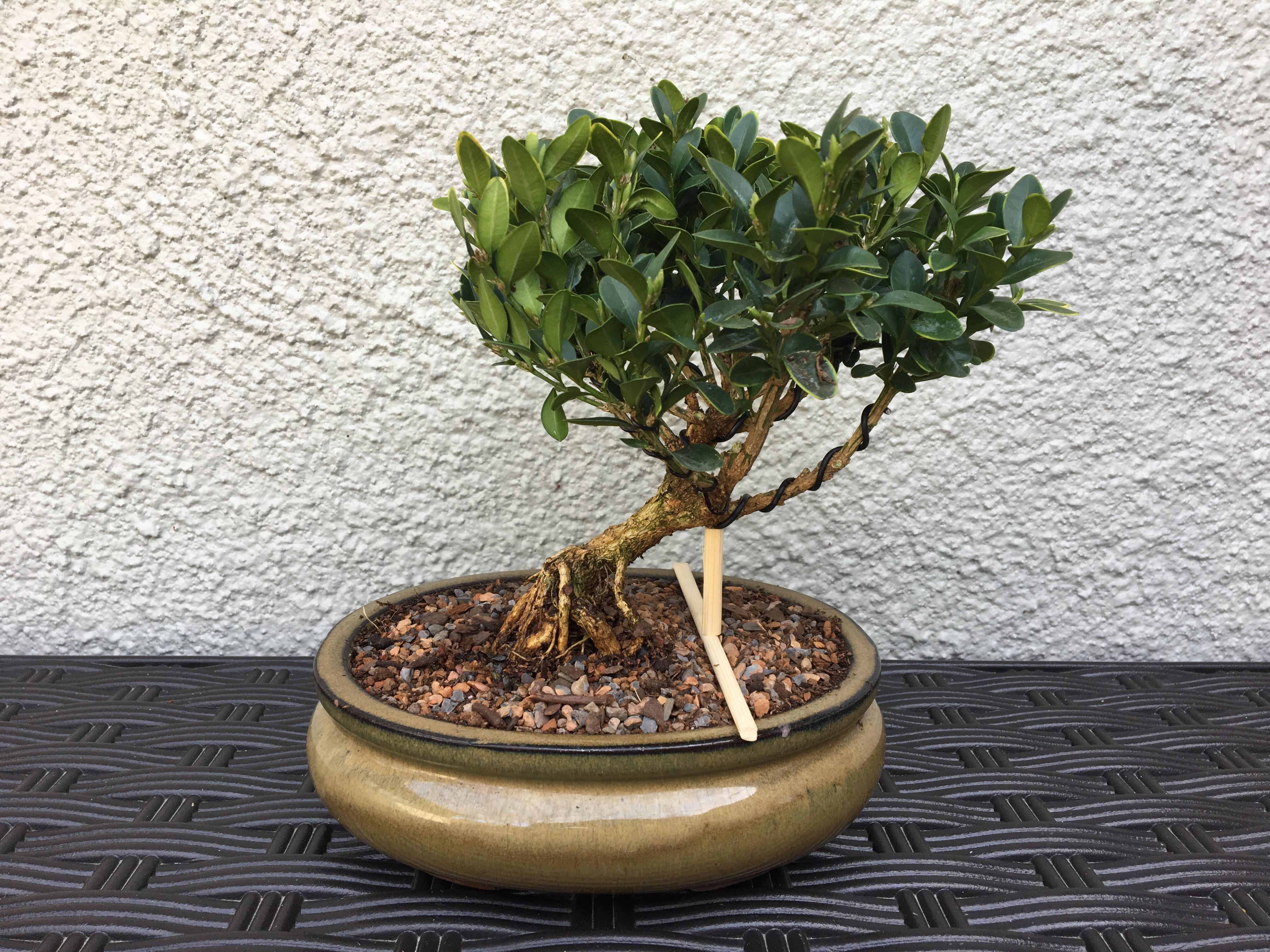 First bonsai. Boxwood. r/Bonsai