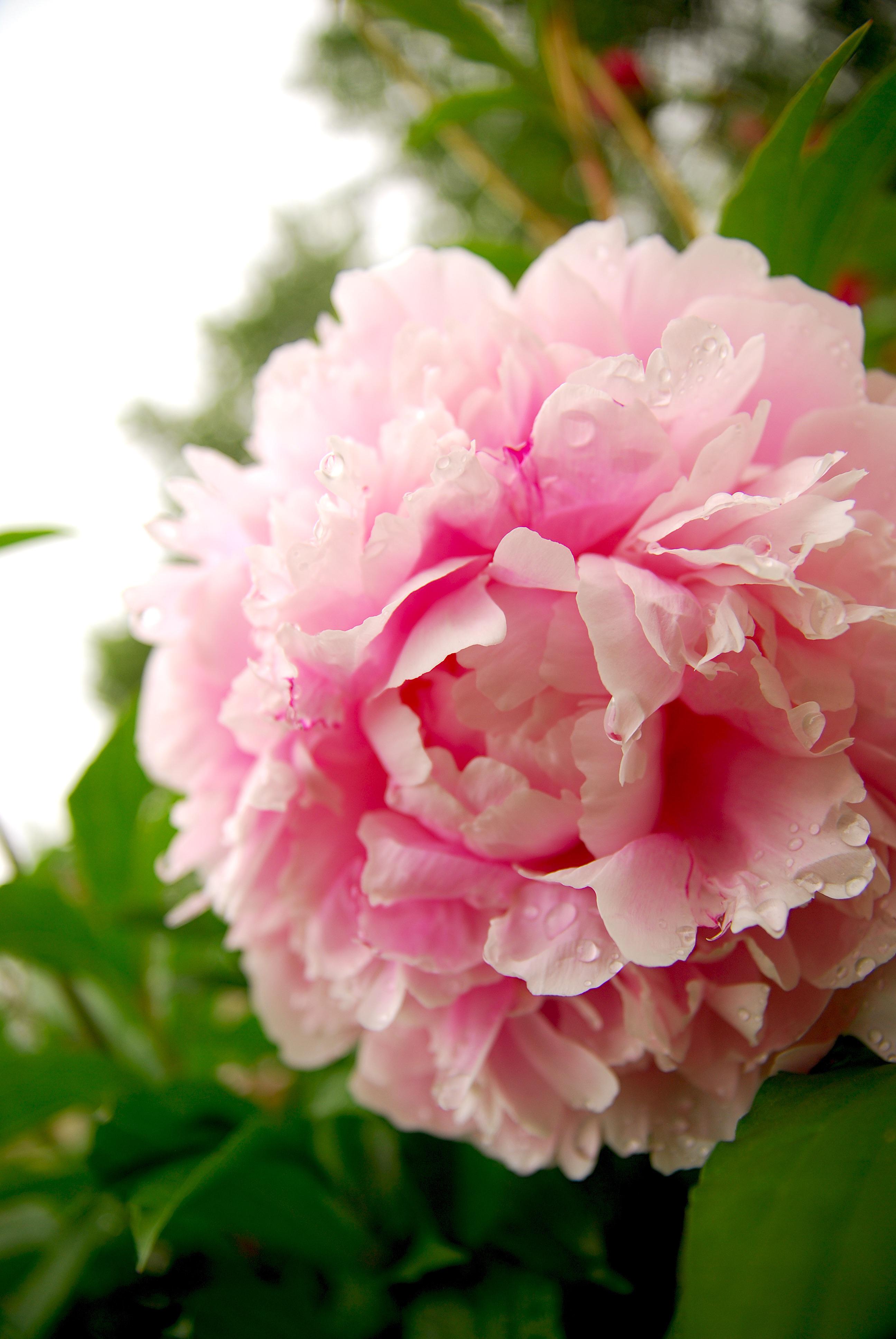 Peony season. The best time of year. r/flowers