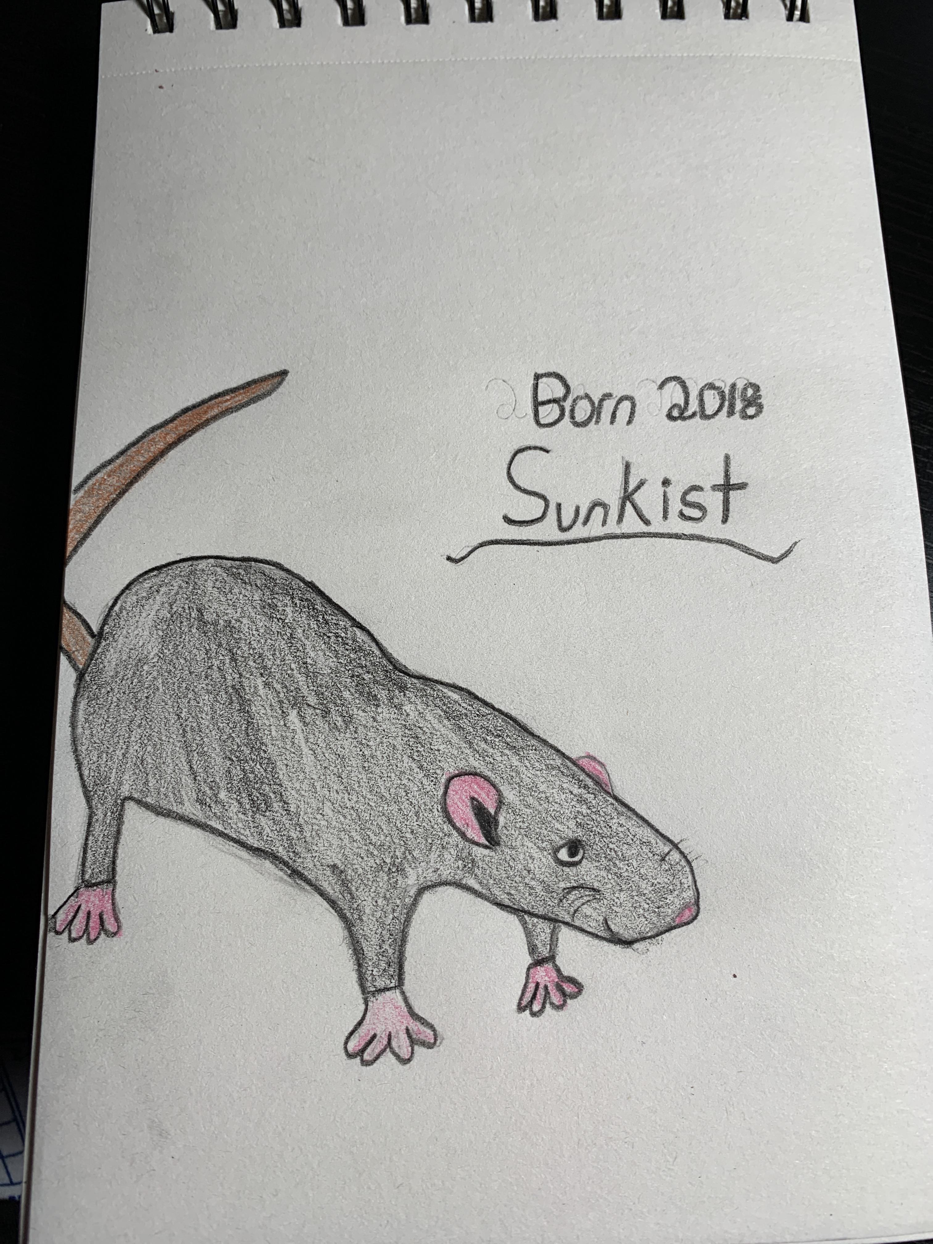 This is a drawing of my 1st pet rat, Sunkist. r/RATS