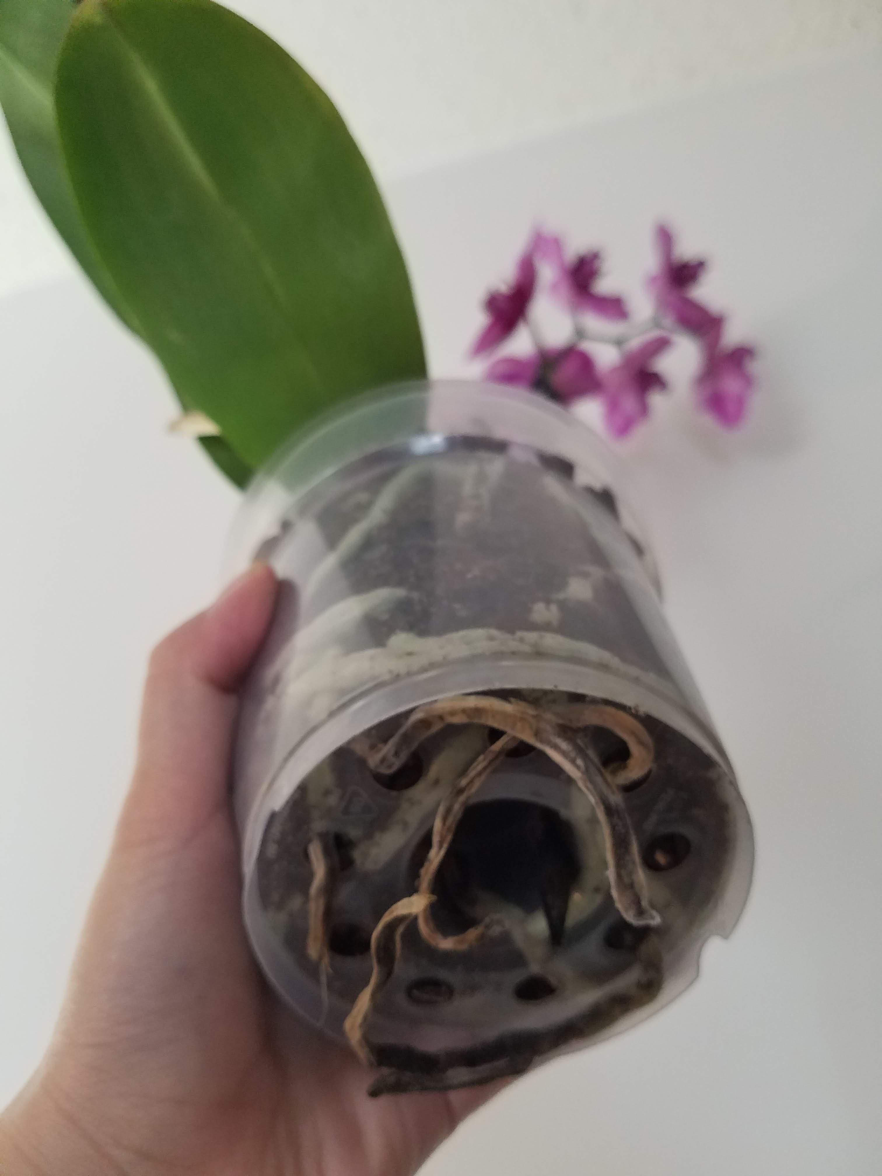 Should I repot her? Just got her from the grocery store a few days ago