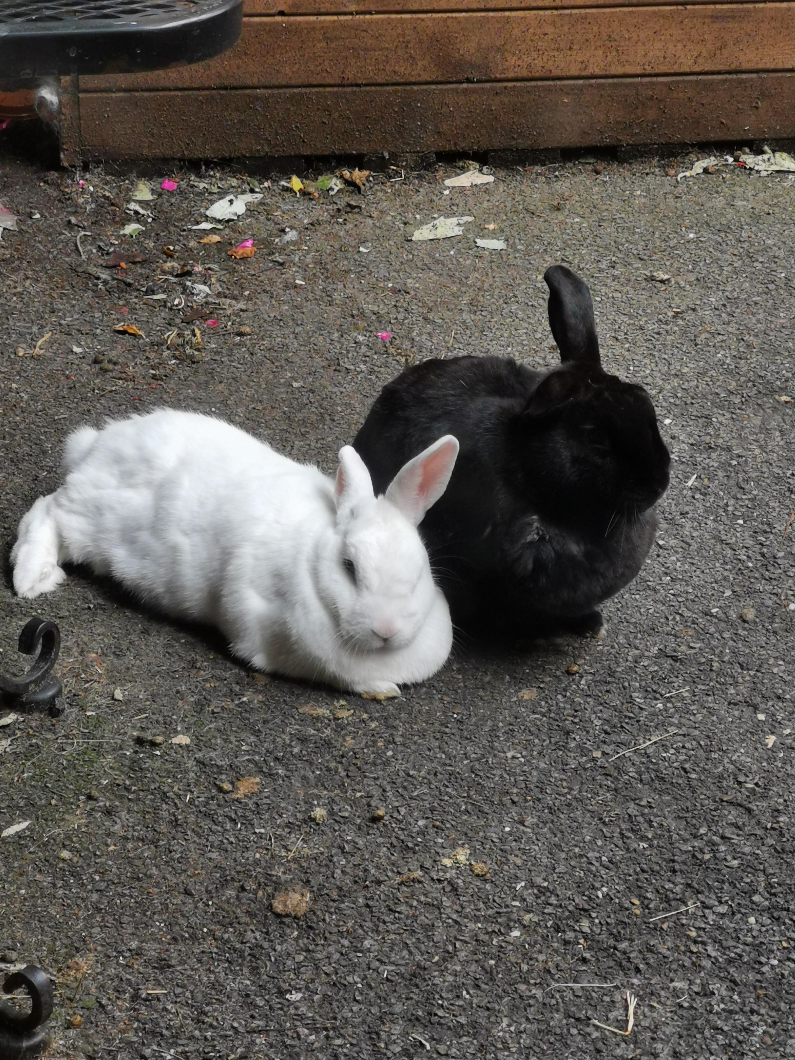 my cuddling bunnies r/MadeMeSmile
