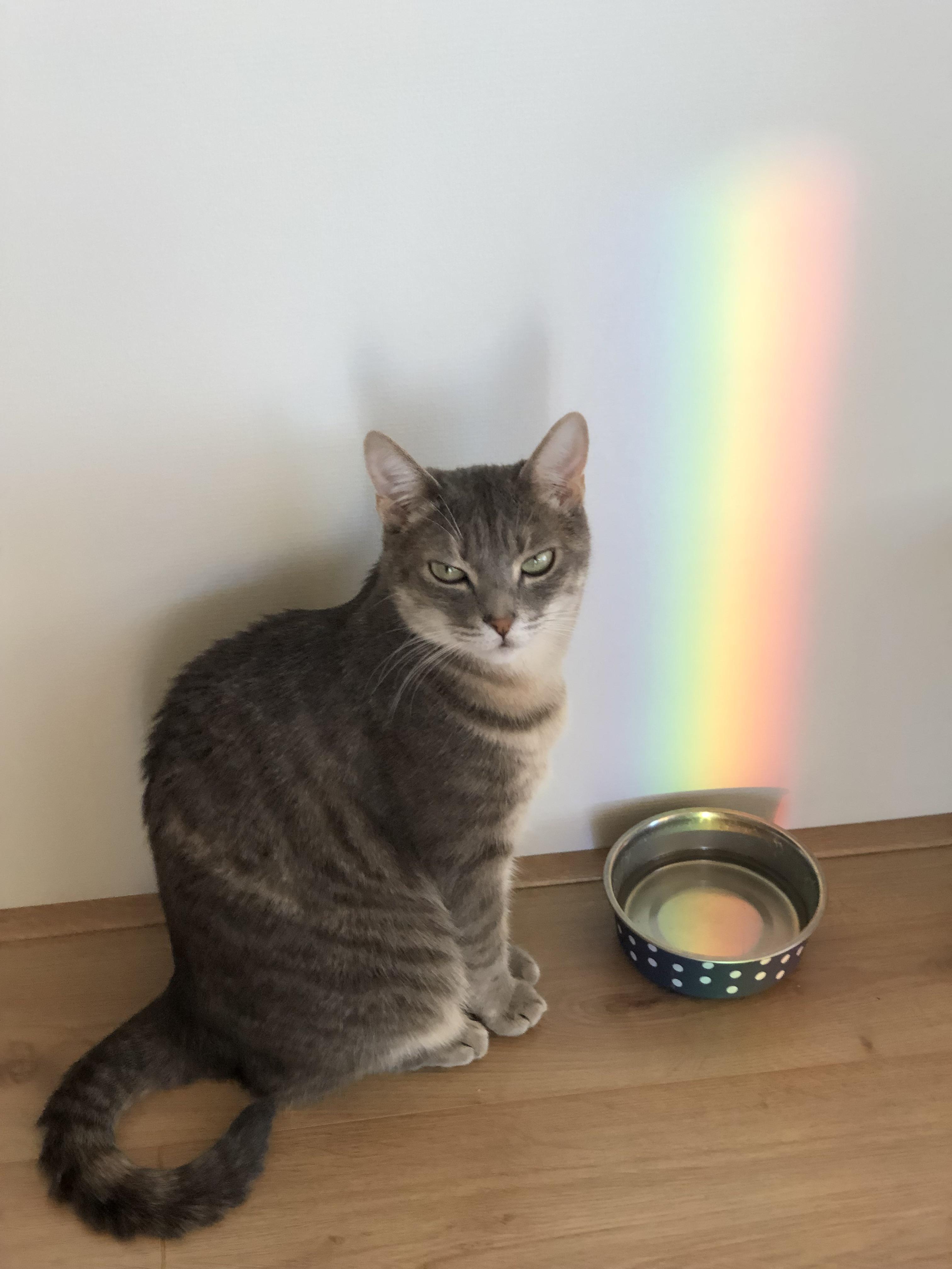 Rainbow hit the water bowl of my cat r/mildlyinteresting