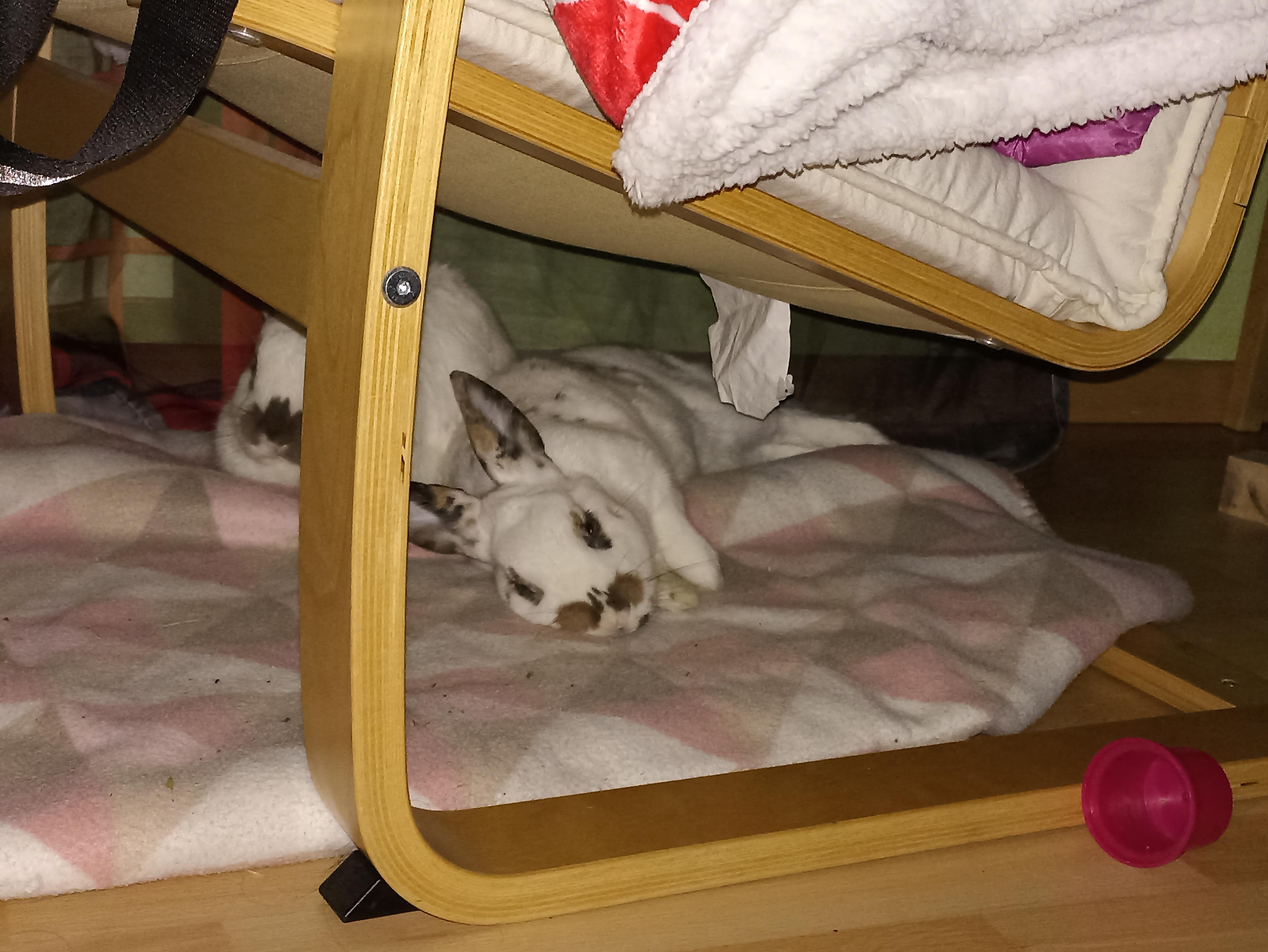 My rabbits are potty trained, but they poop sometimes on the floor