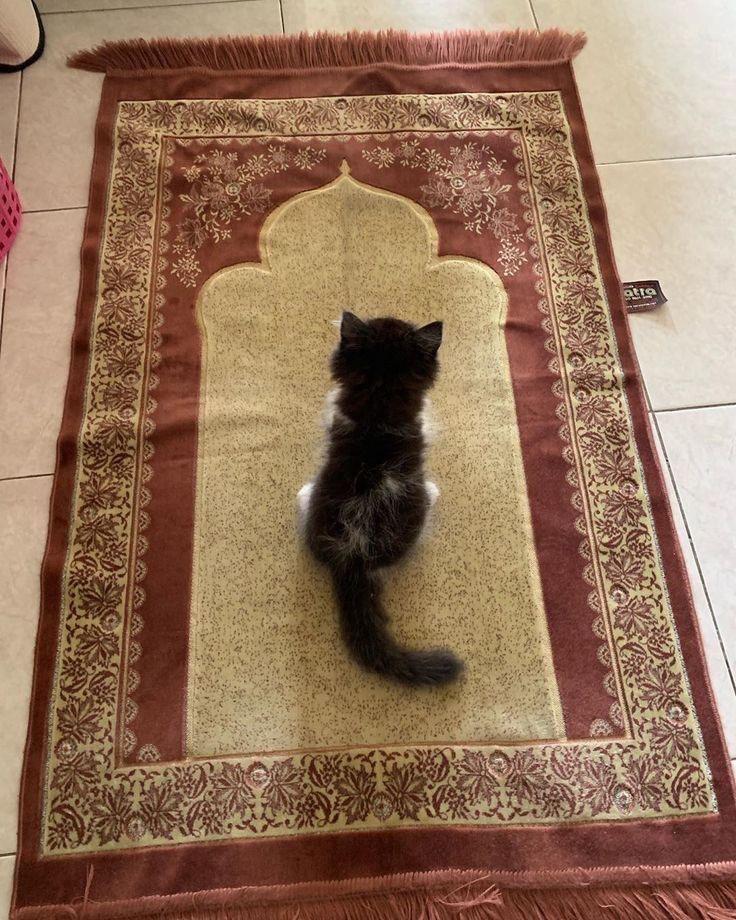 Halal cat praying to Allah KarmaRoulette