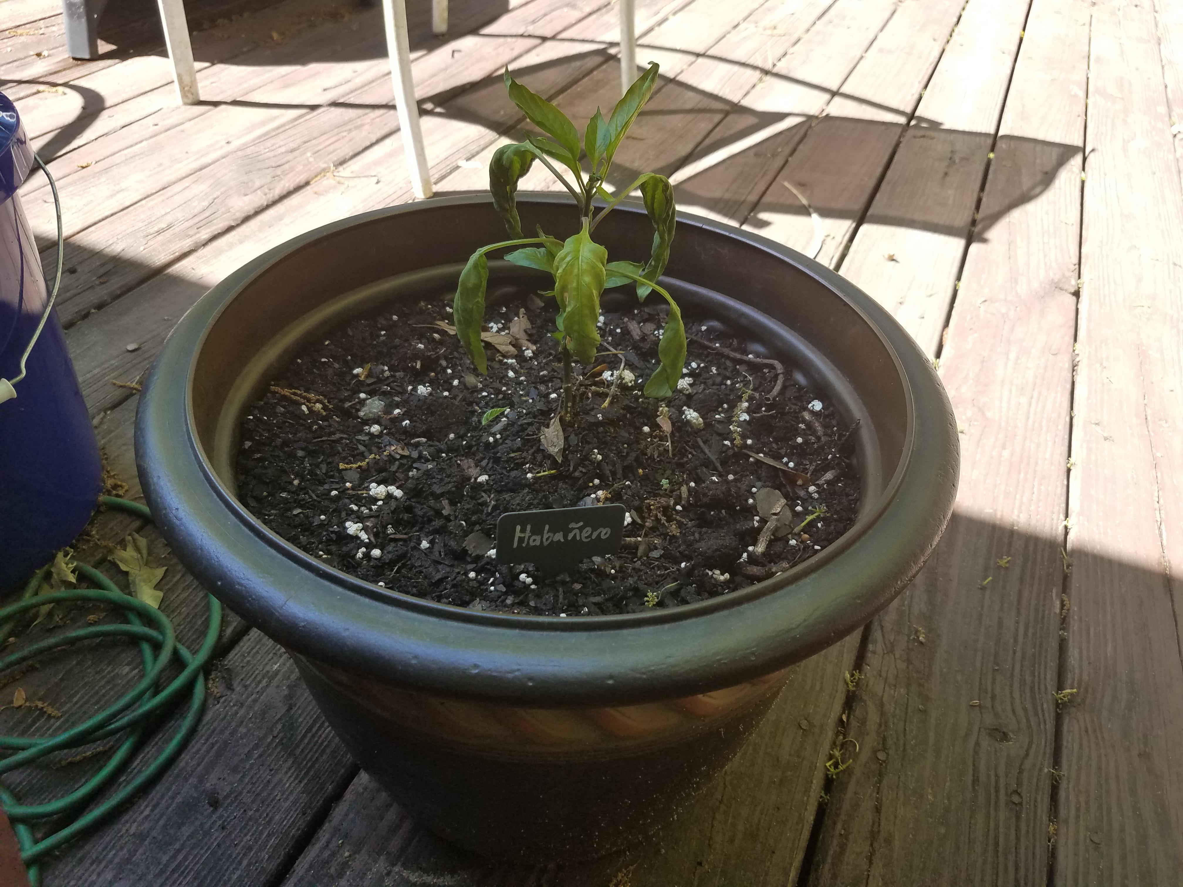 Why is my habanero wilting? The wilted leaves are turning crunchy. The