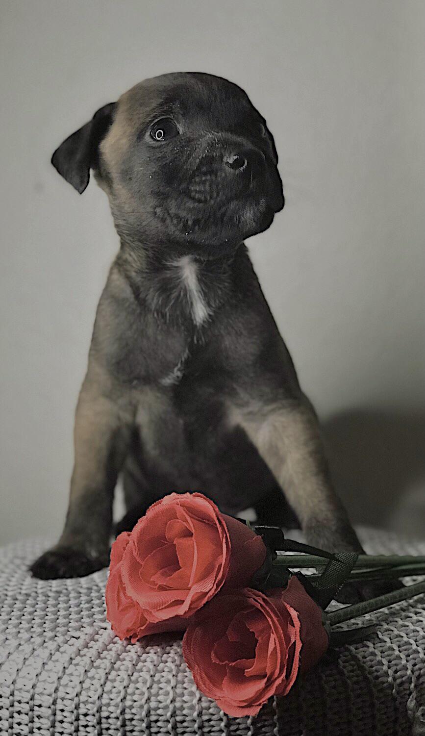 This is our new Belgian Malinois Pitbull mix mix puppy named Ollie, or