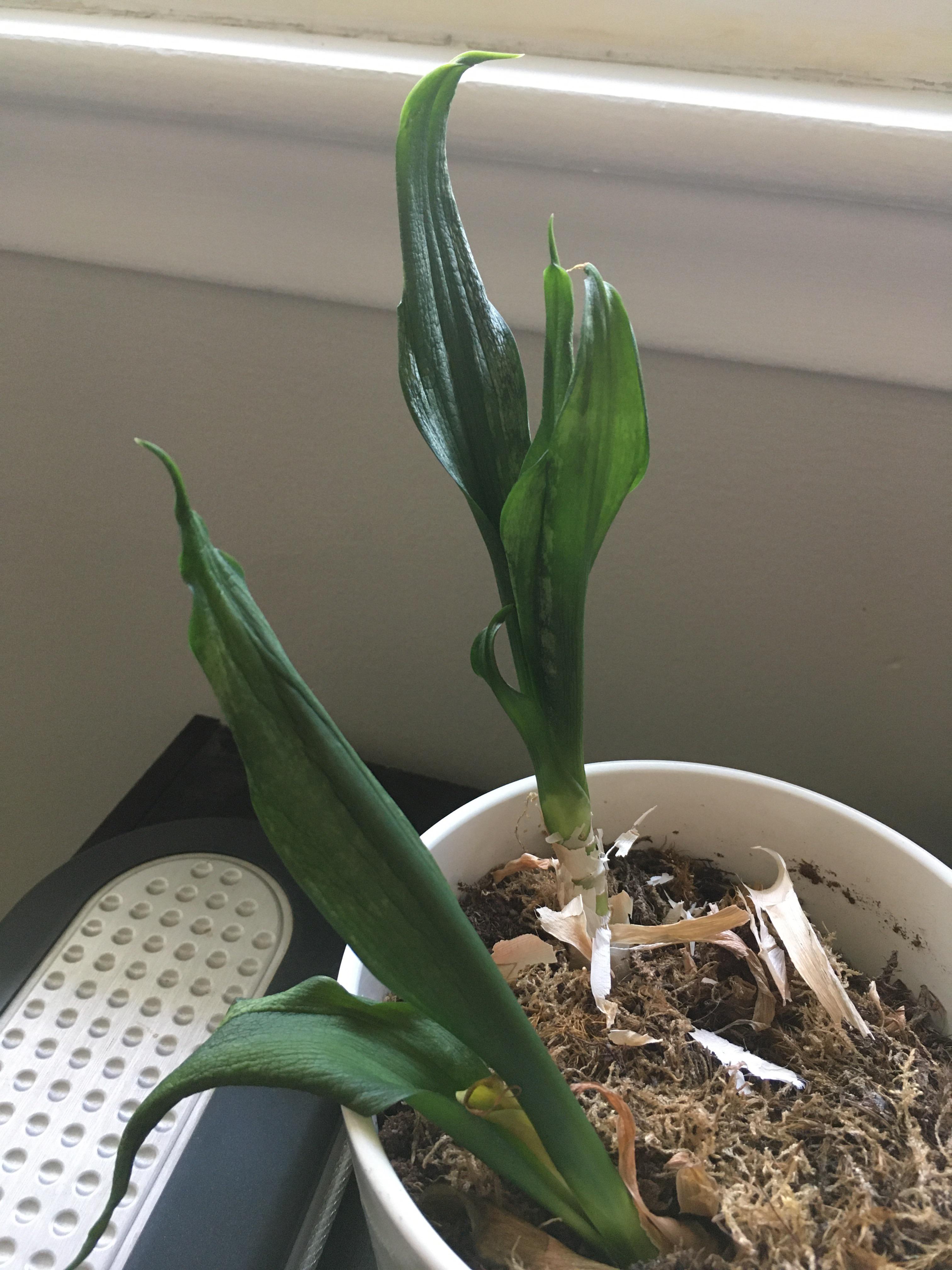 Help save my wilting snake plant r/plants