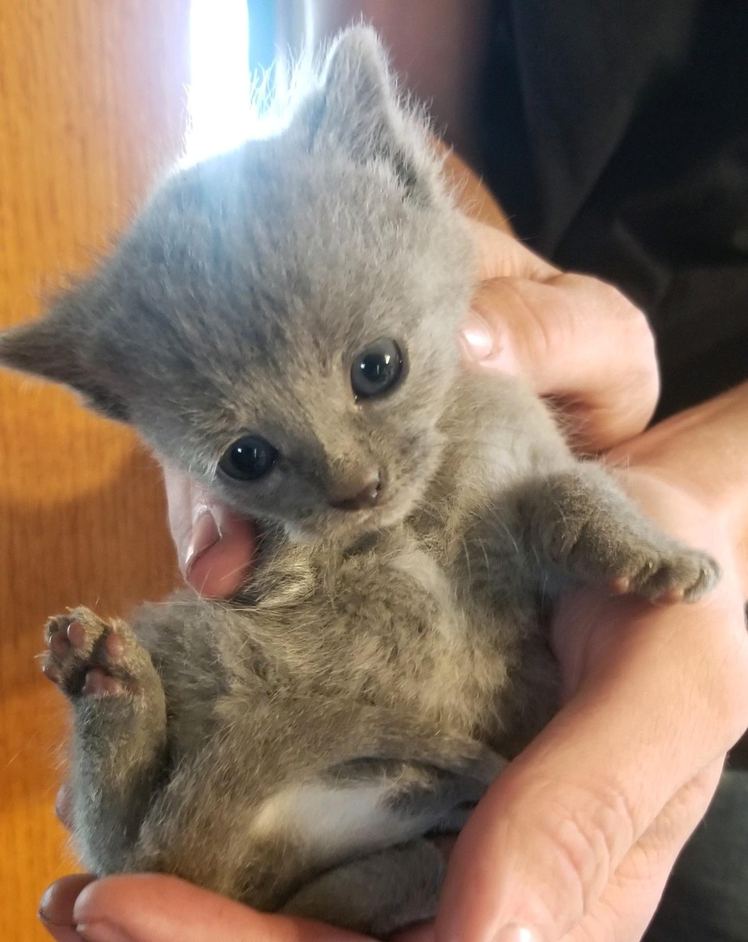 my cat gave birth to a three legged kitten r/aww