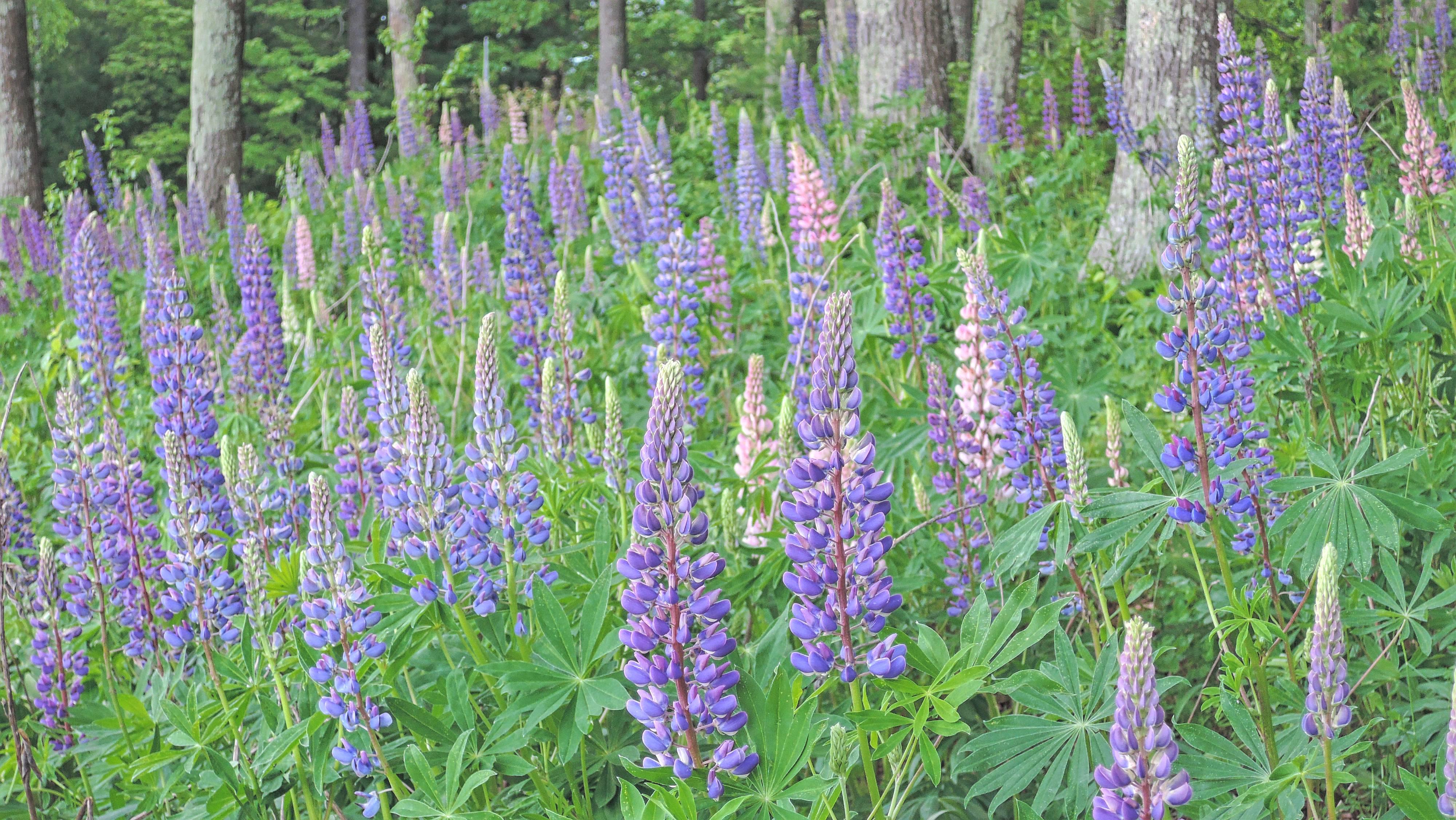 Lupine Blueberry Lake Wisconsin [OC] [4000x2254] r/EarthPorn