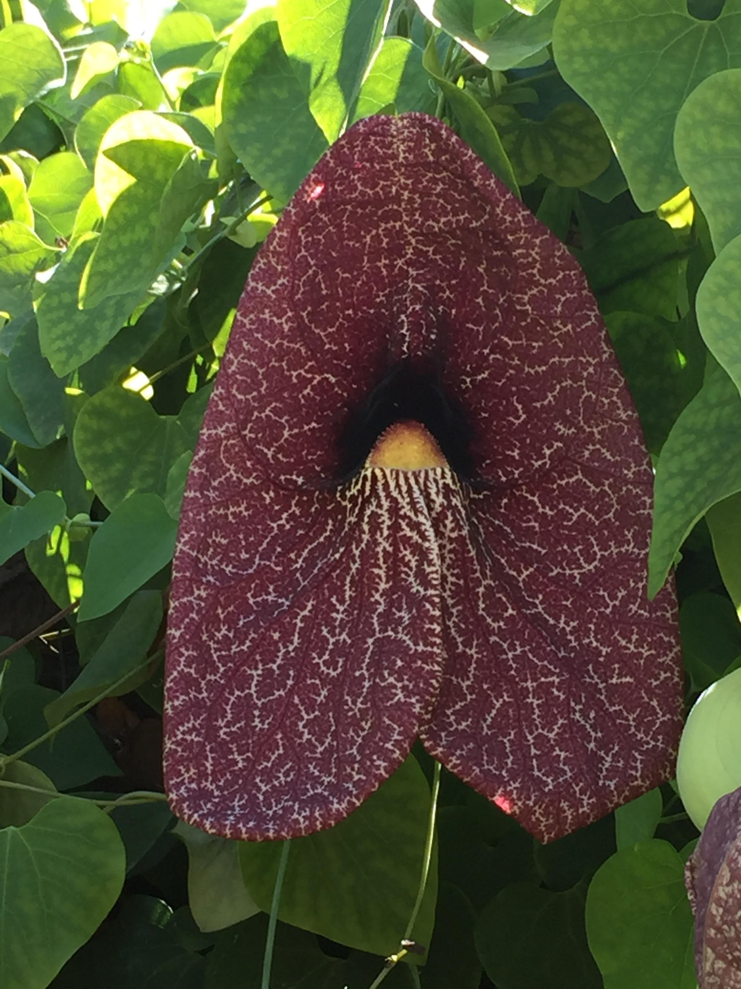 This grows at my school near our Arboretum. It’s a hearty vine with